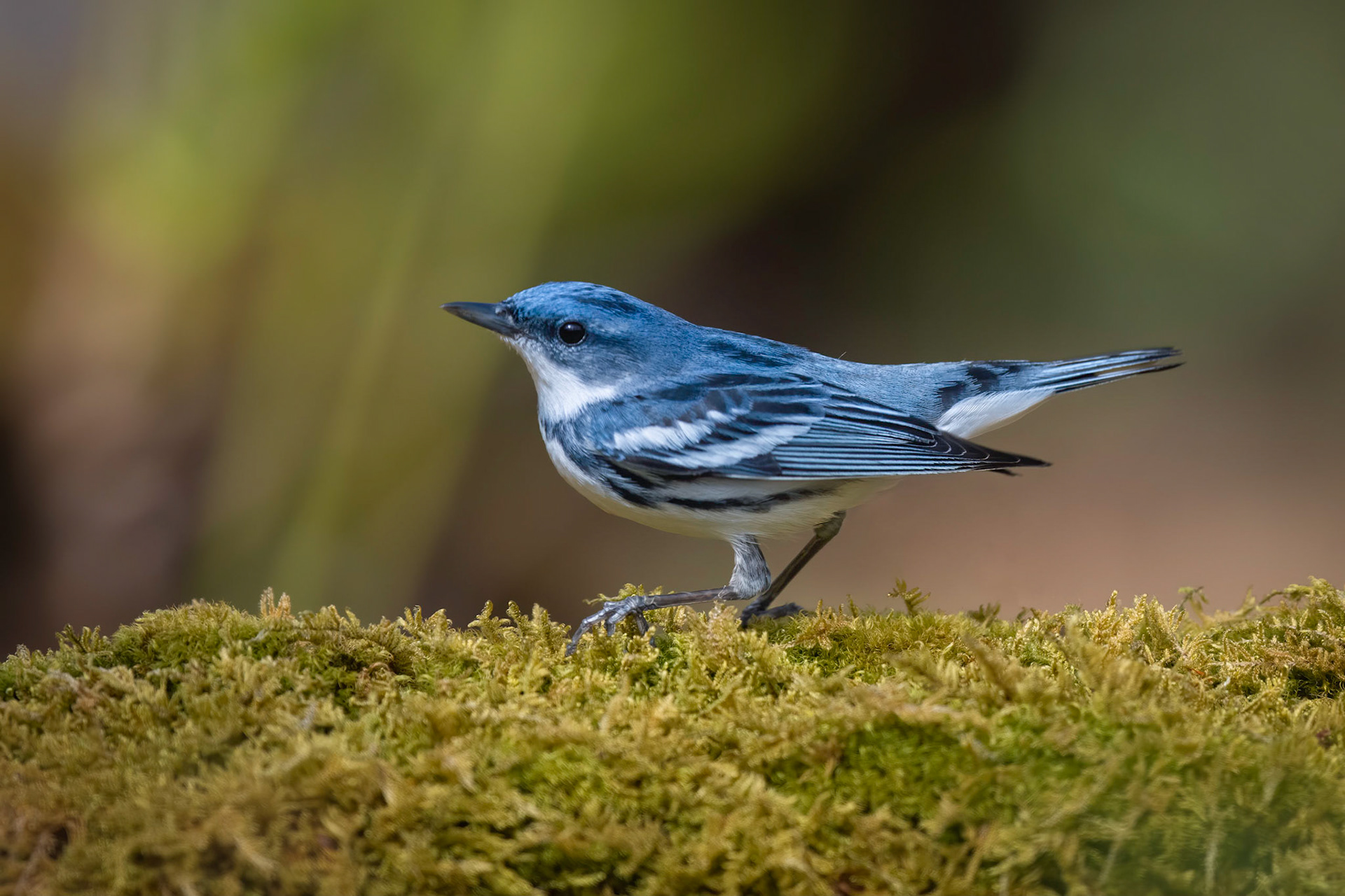 Cerulean Warbler