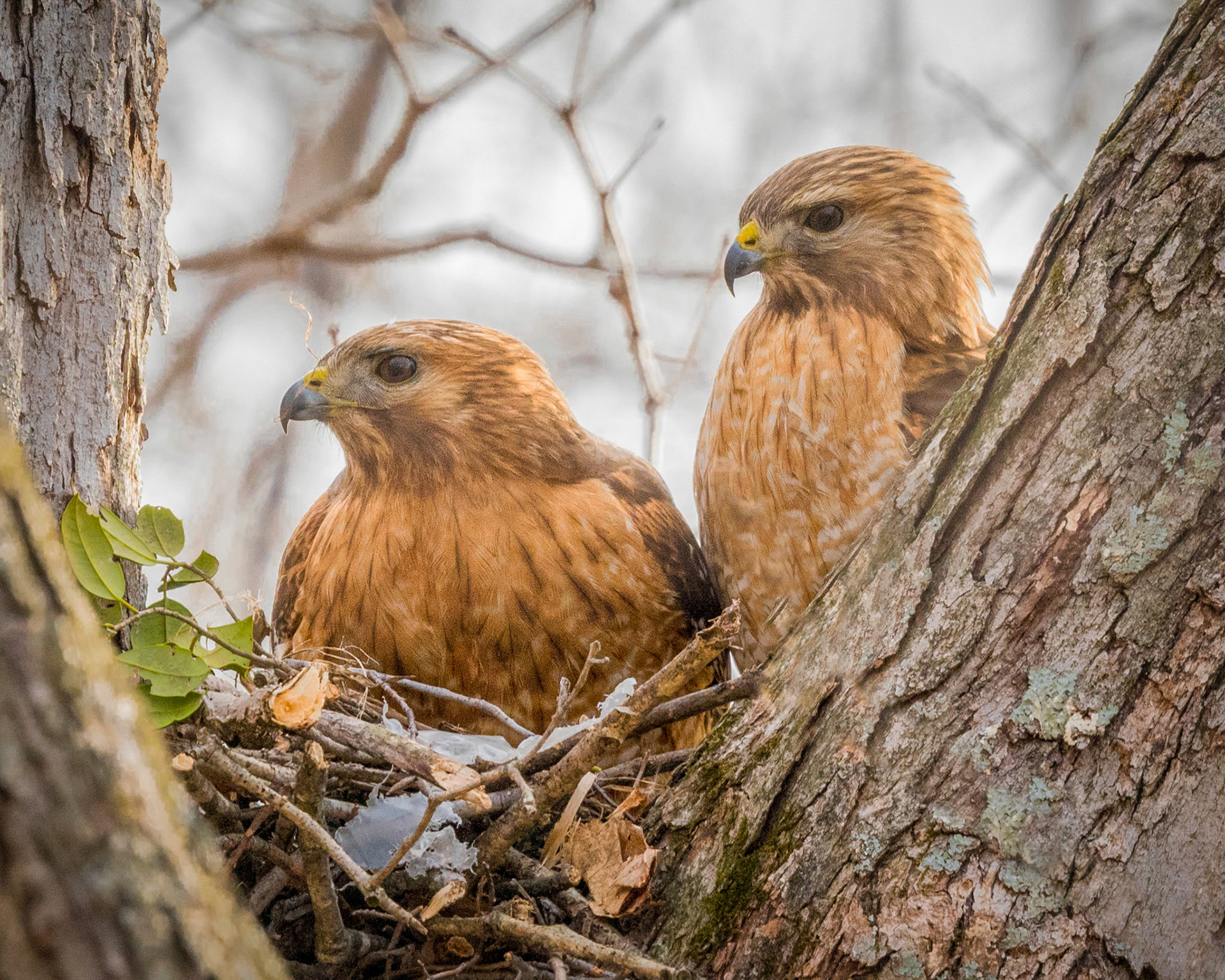 Red-shouldered Hawk