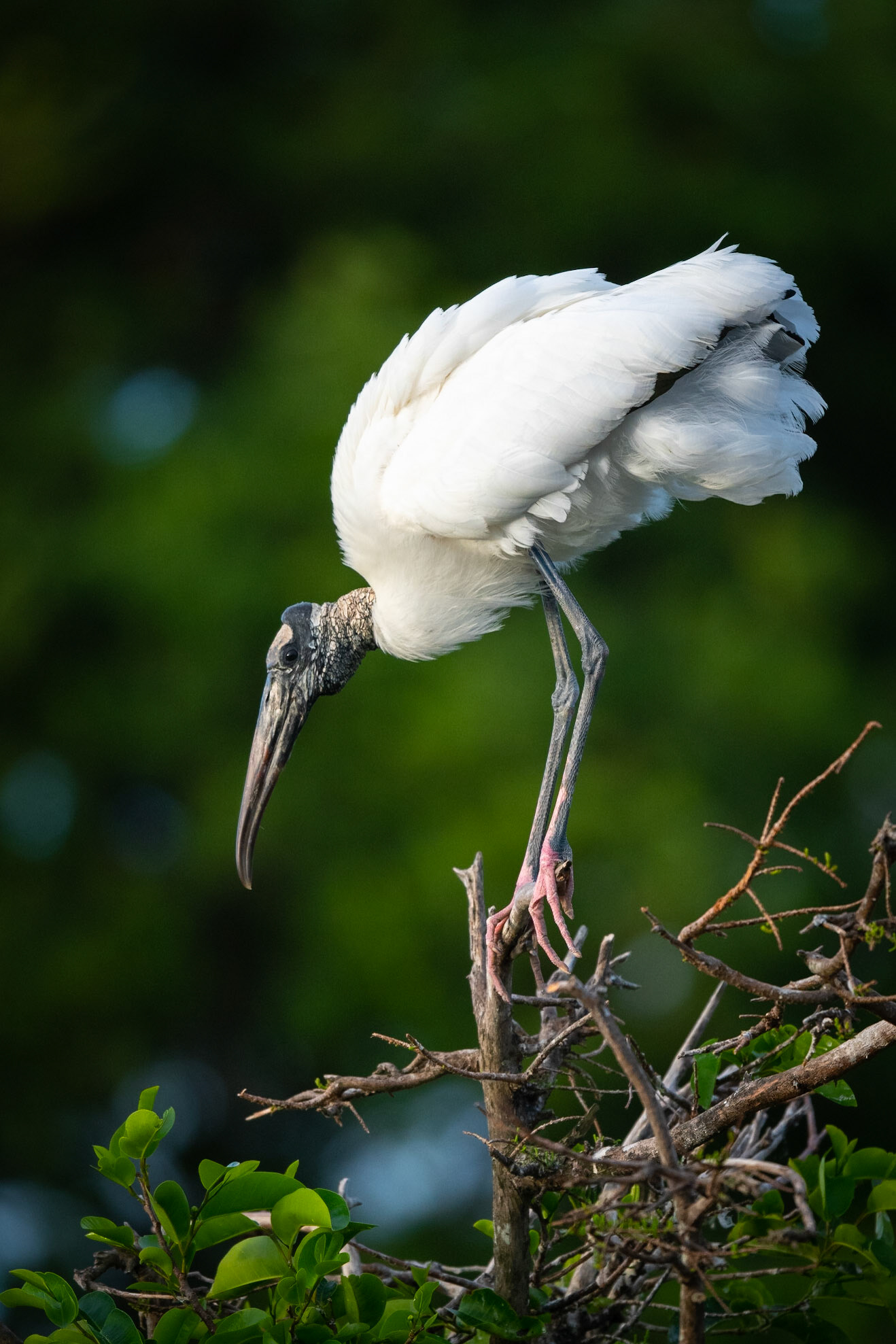 Wood Stork