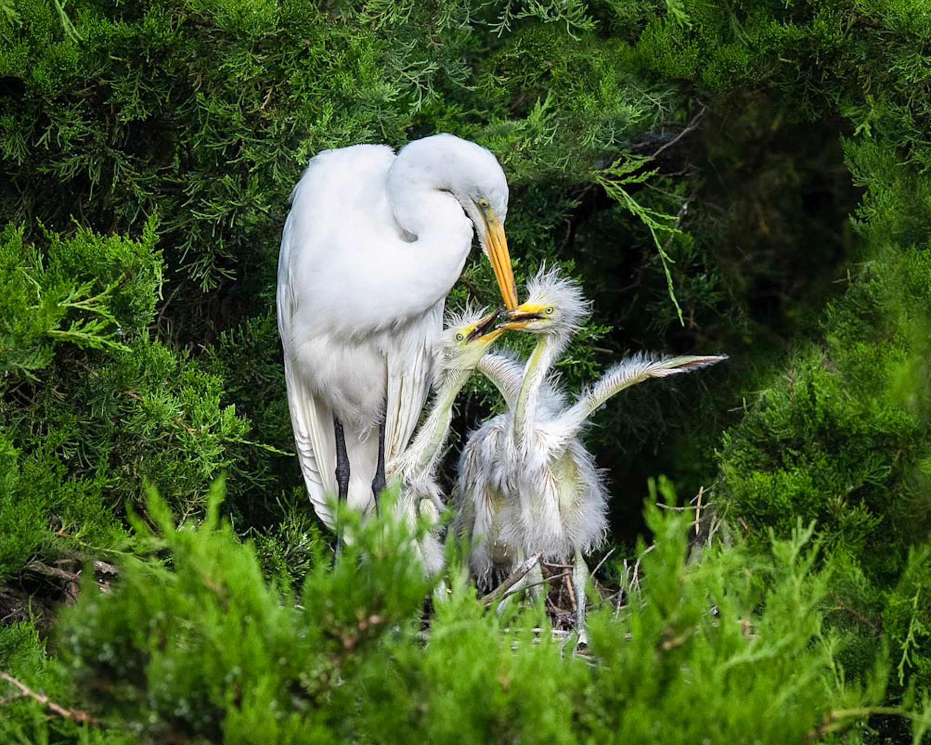 Great Egret with Chicks