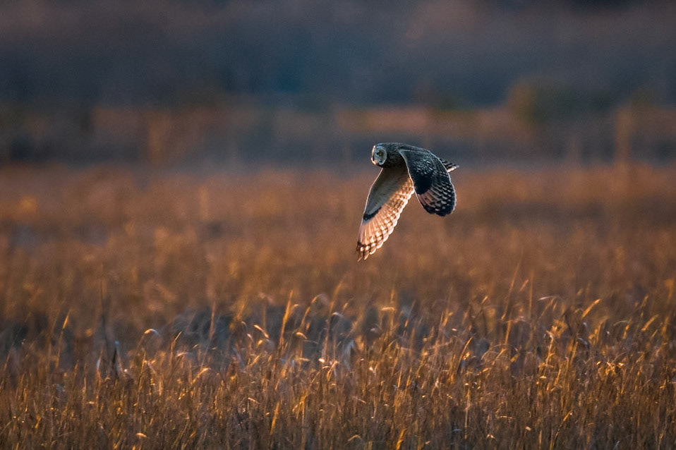 Short-Eared Owl