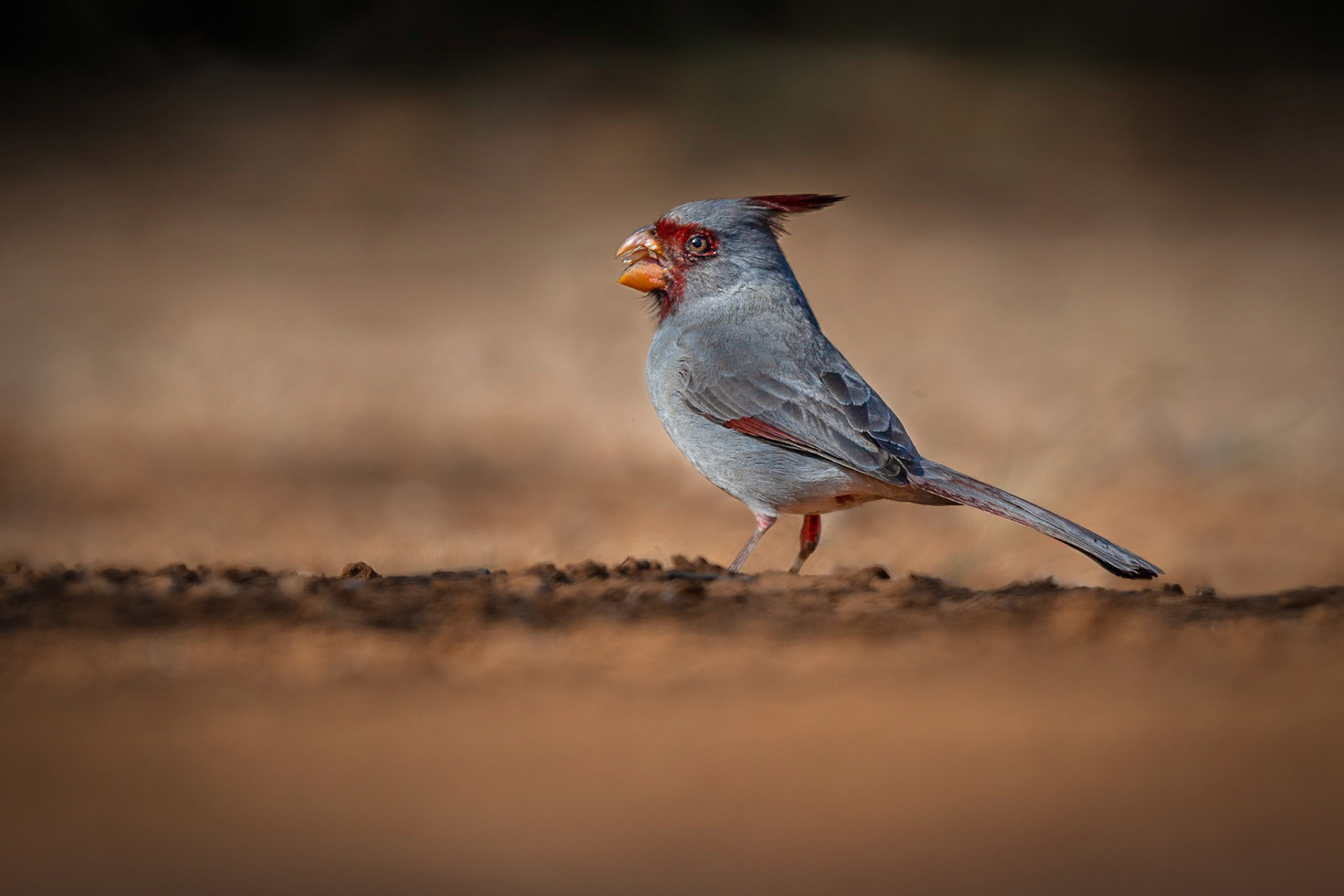 Pryrrhuloxia
