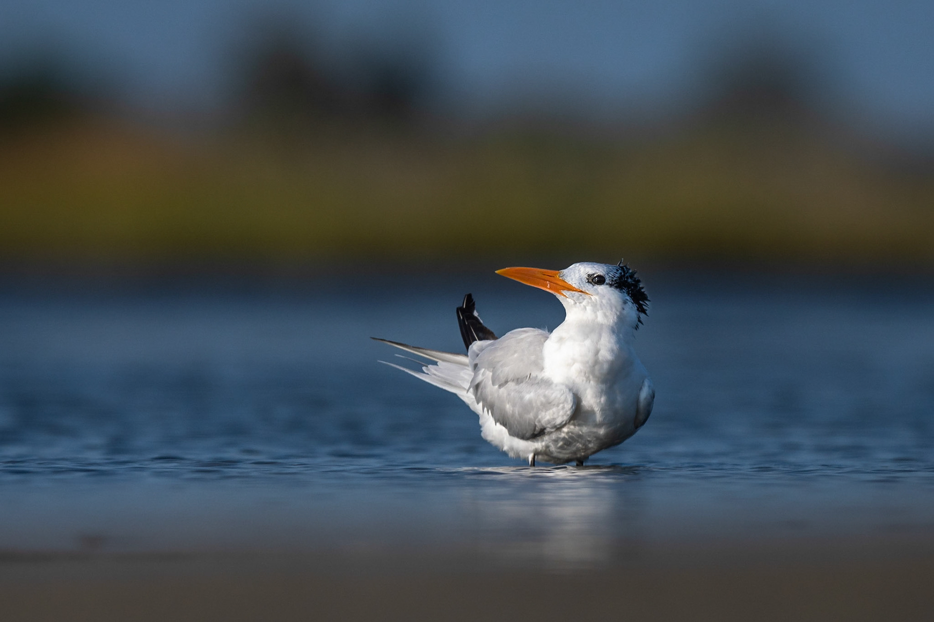 Royal Tern