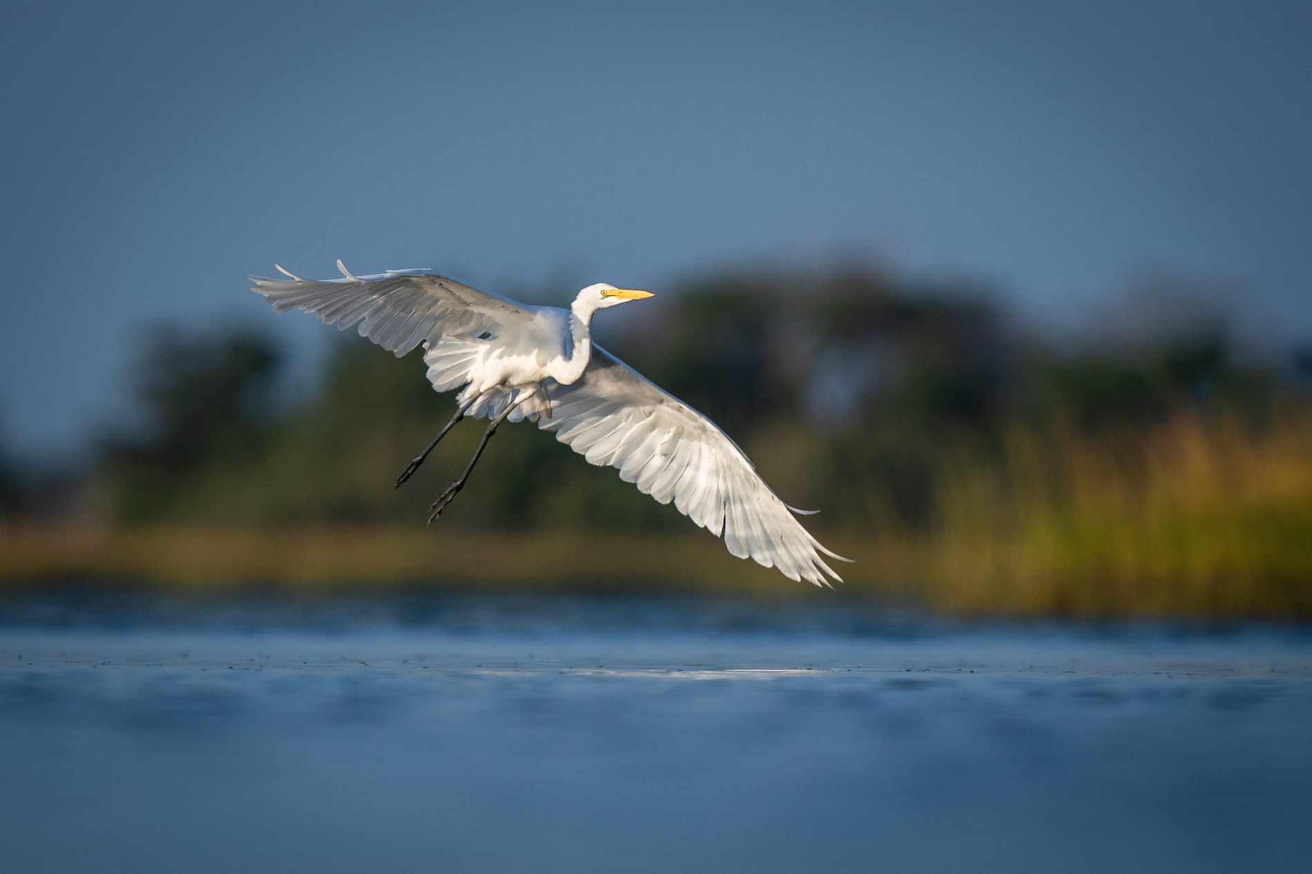 Great Egret