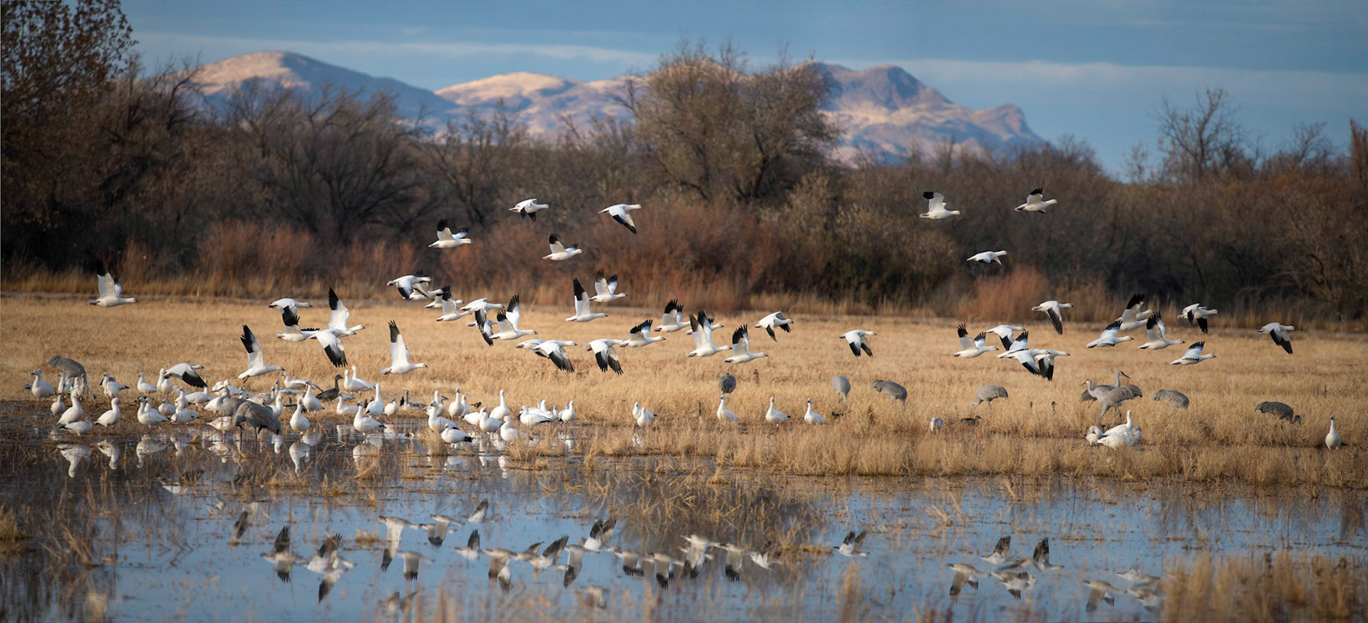 Snow Geese