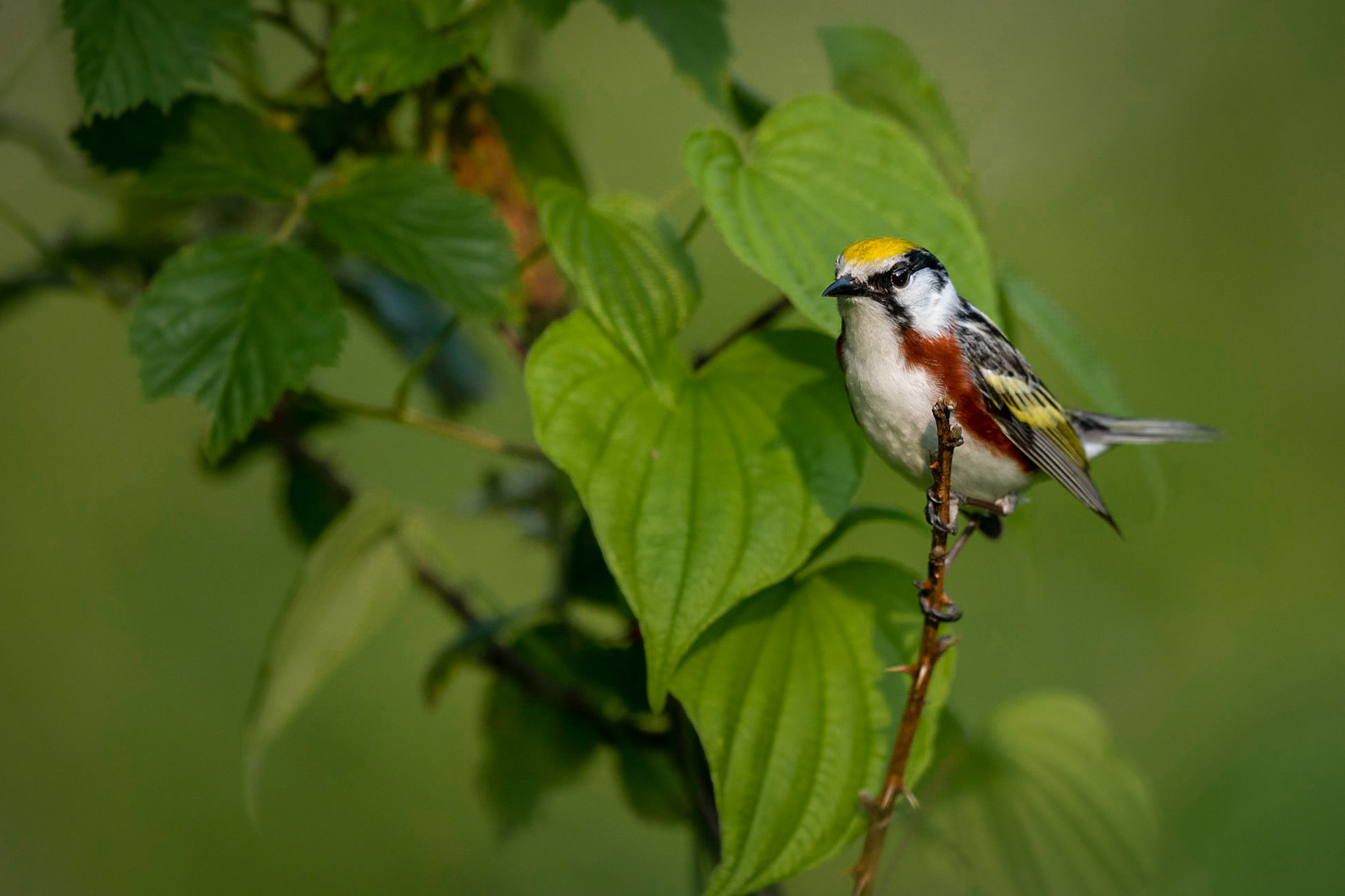 Chestnut-sided Warbler