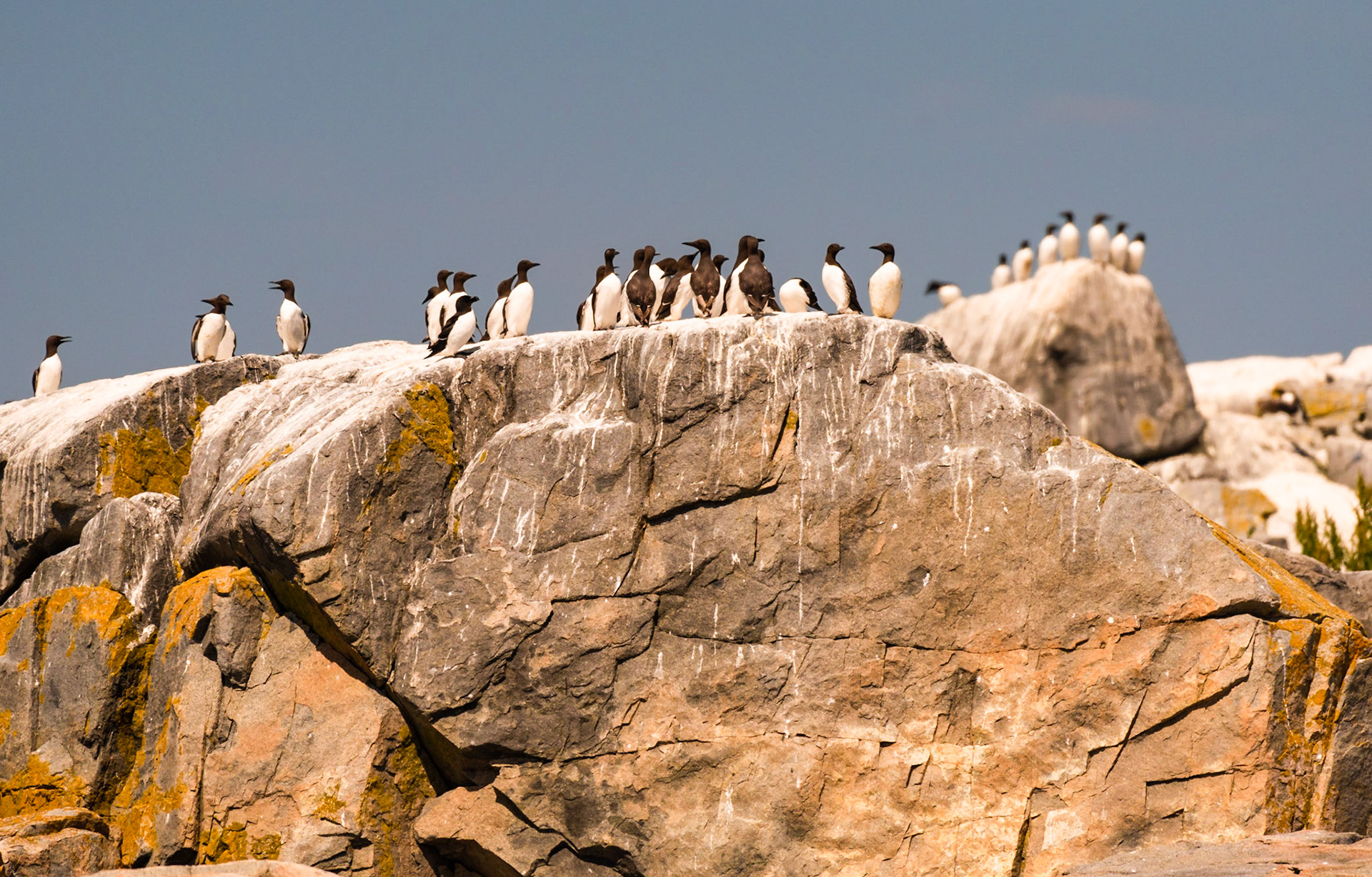Common Murres