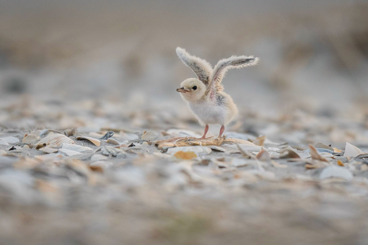 Least Tern