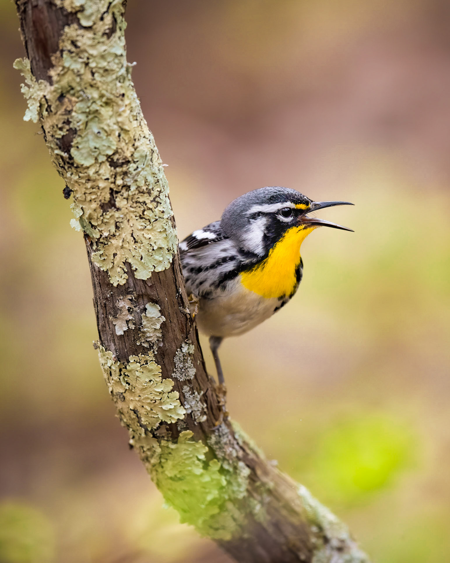 Yellow-throated Warbler