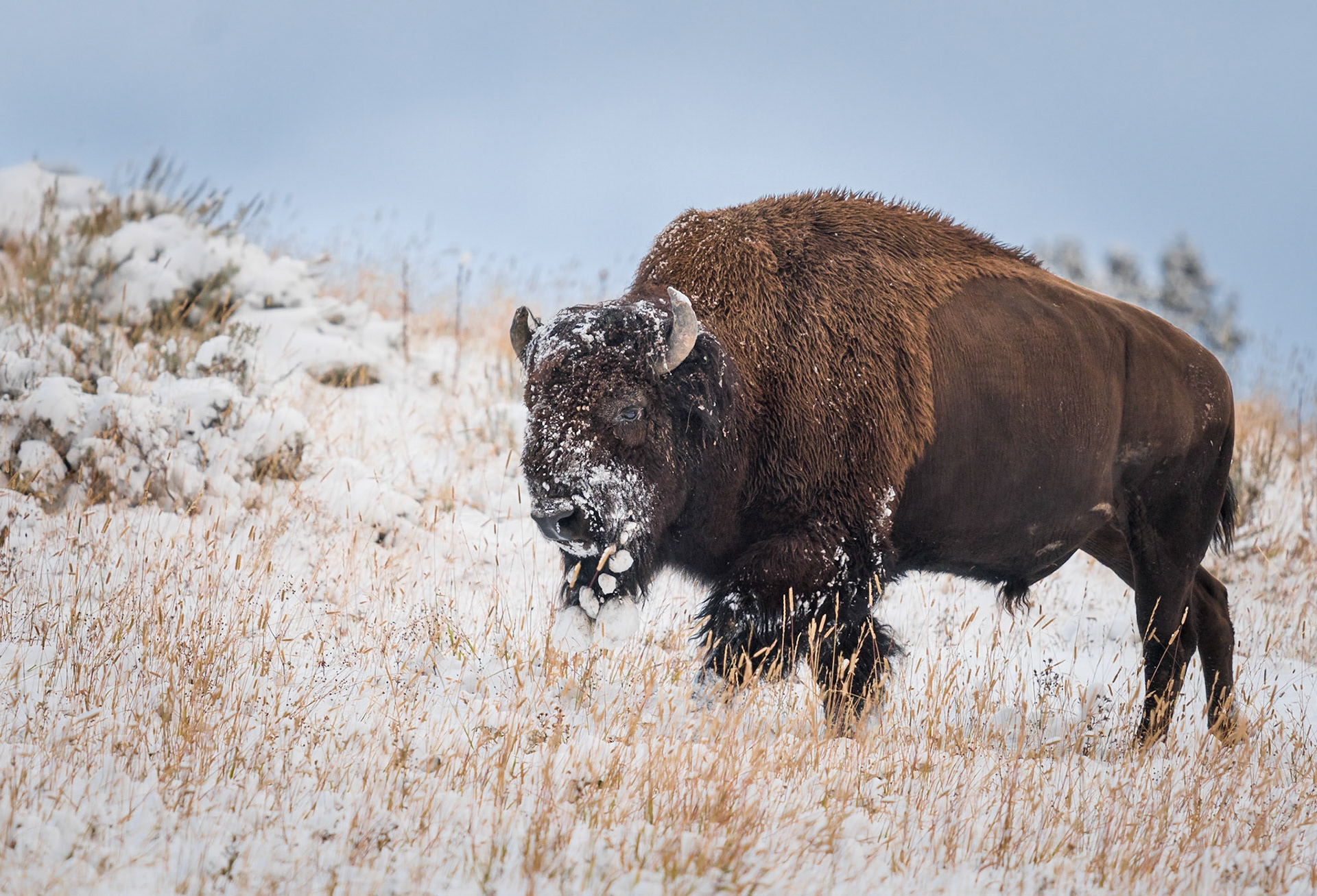 Bison