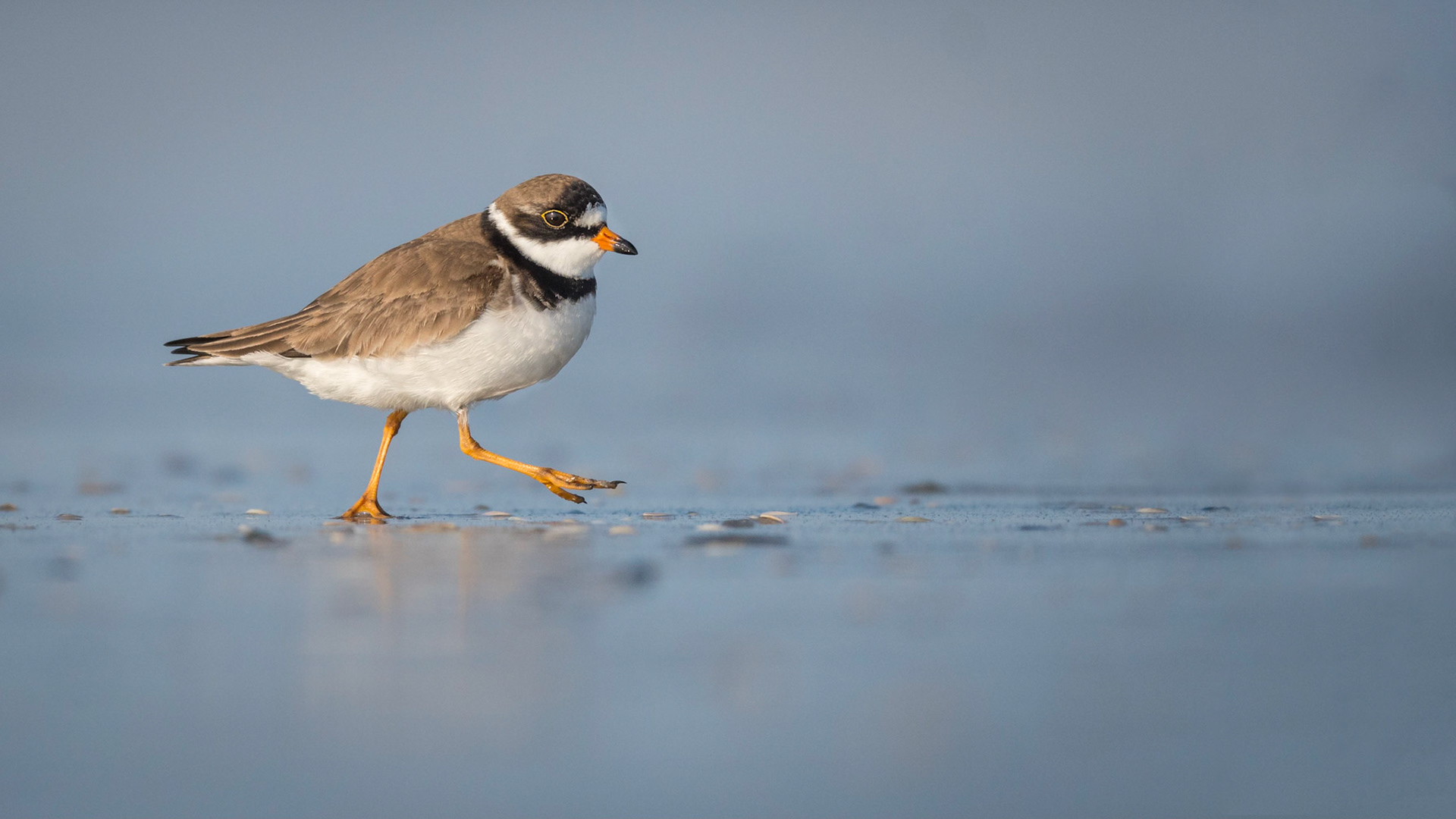 Semipalmated Plover