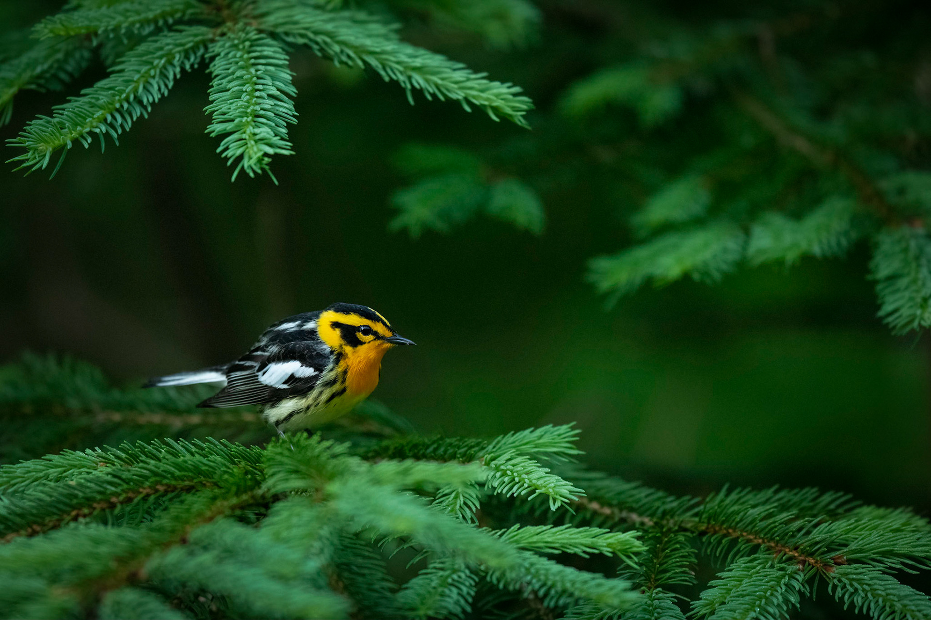 Blackburnian Warbler