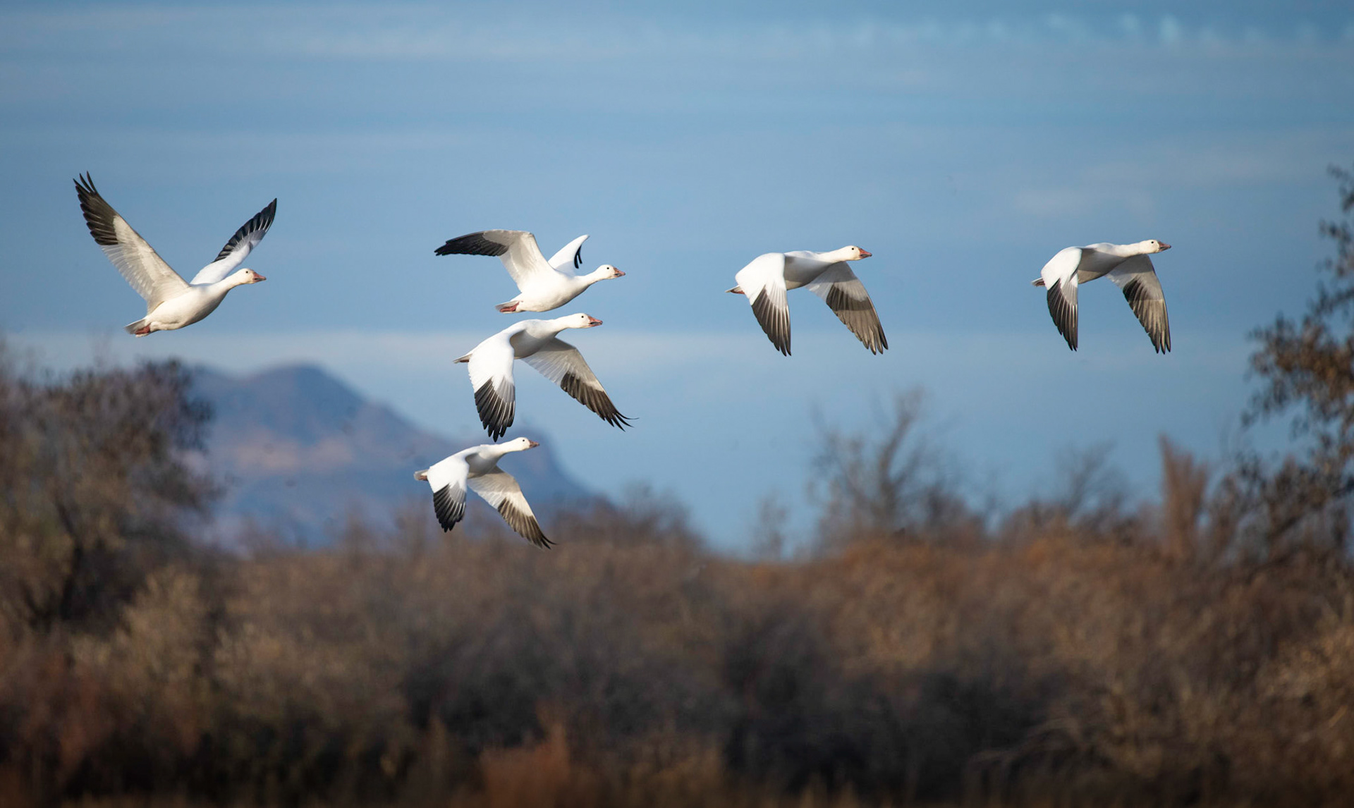 Snow Geese