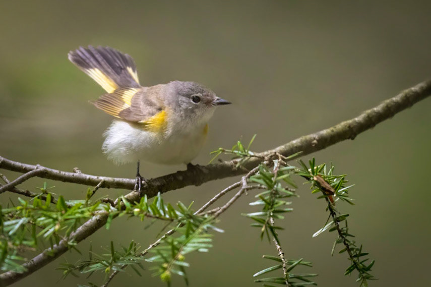 American Redstart - female