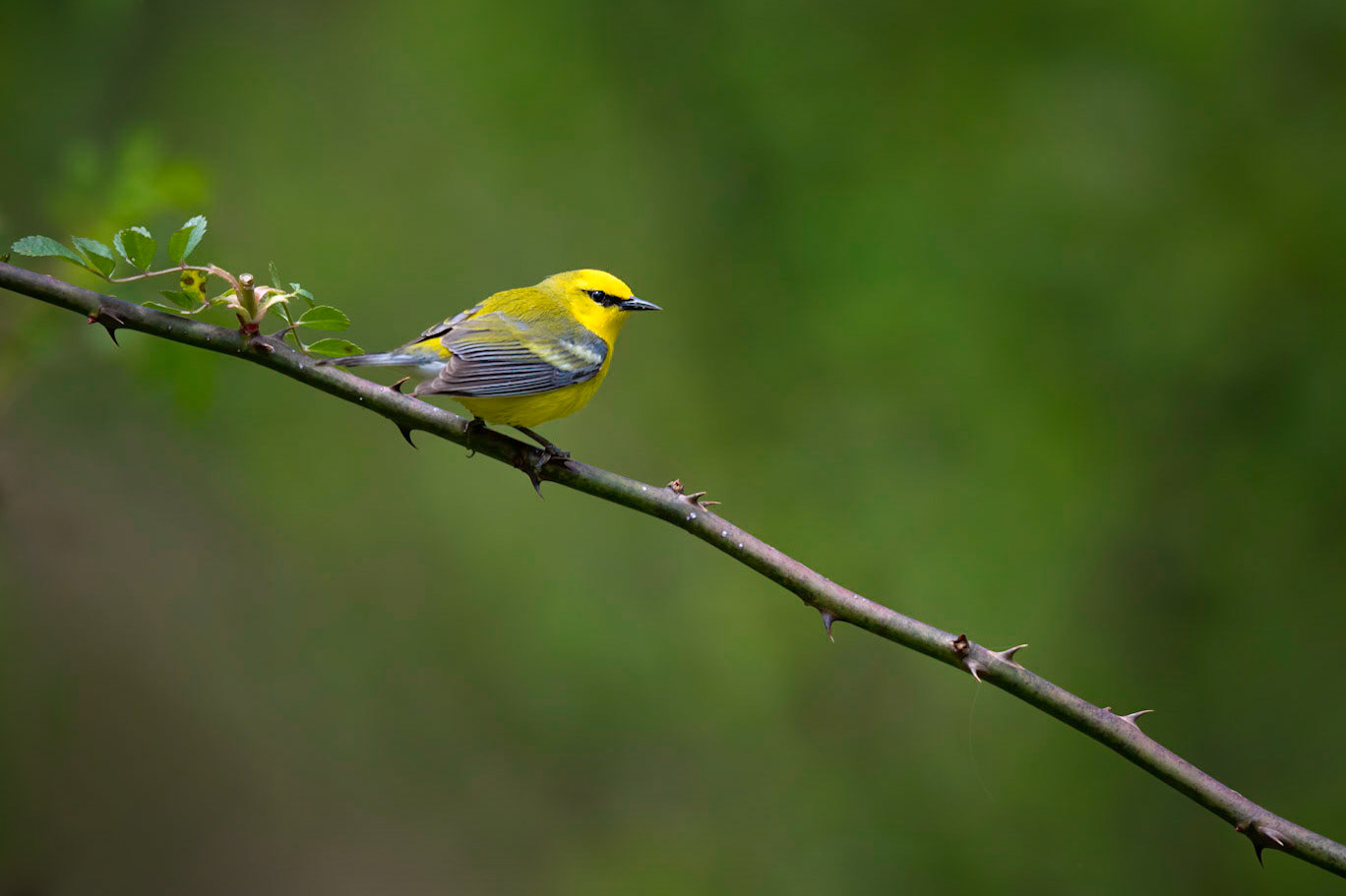 Blue-winged Warbler