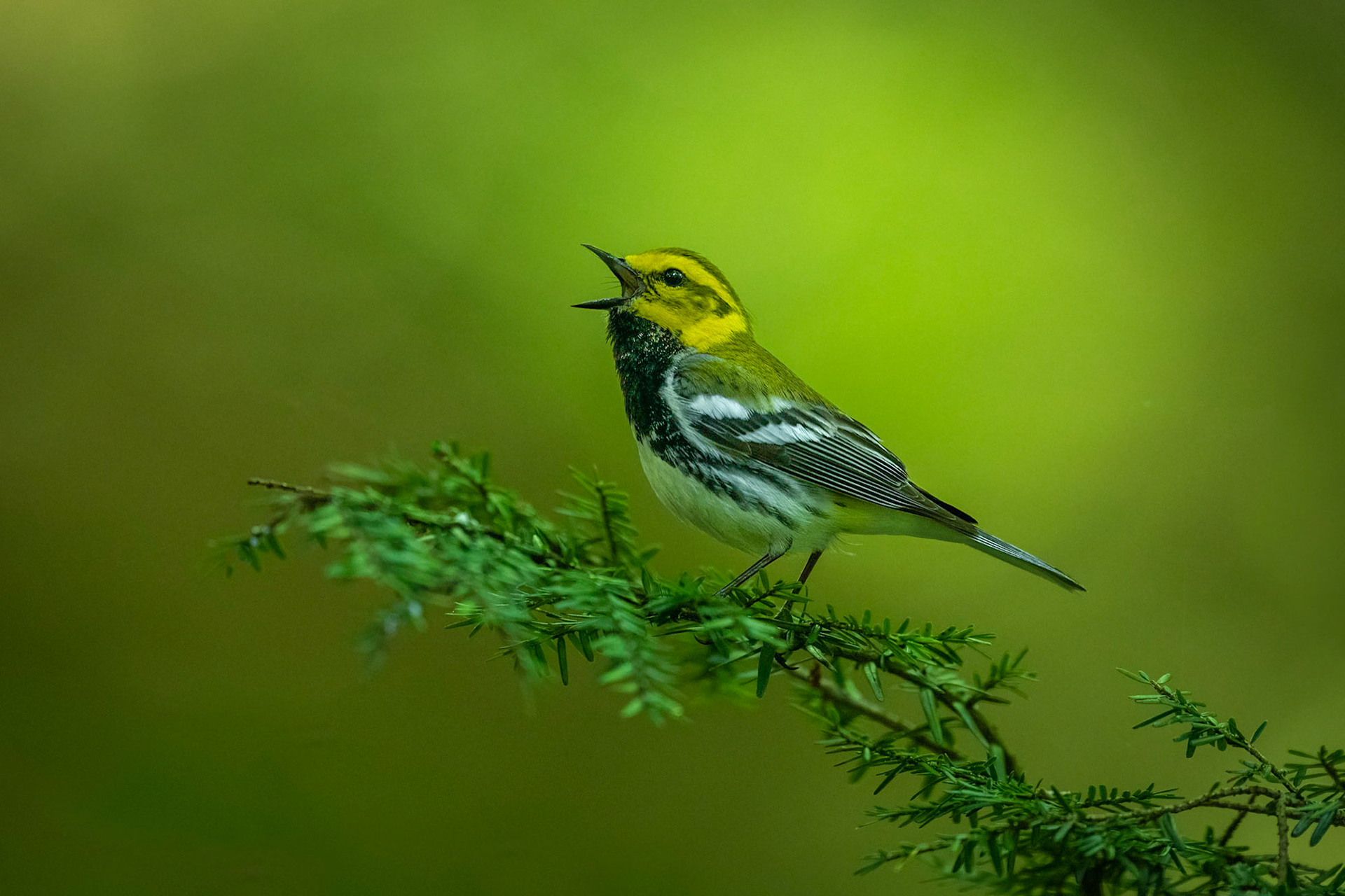 Black-throated Green Warbler