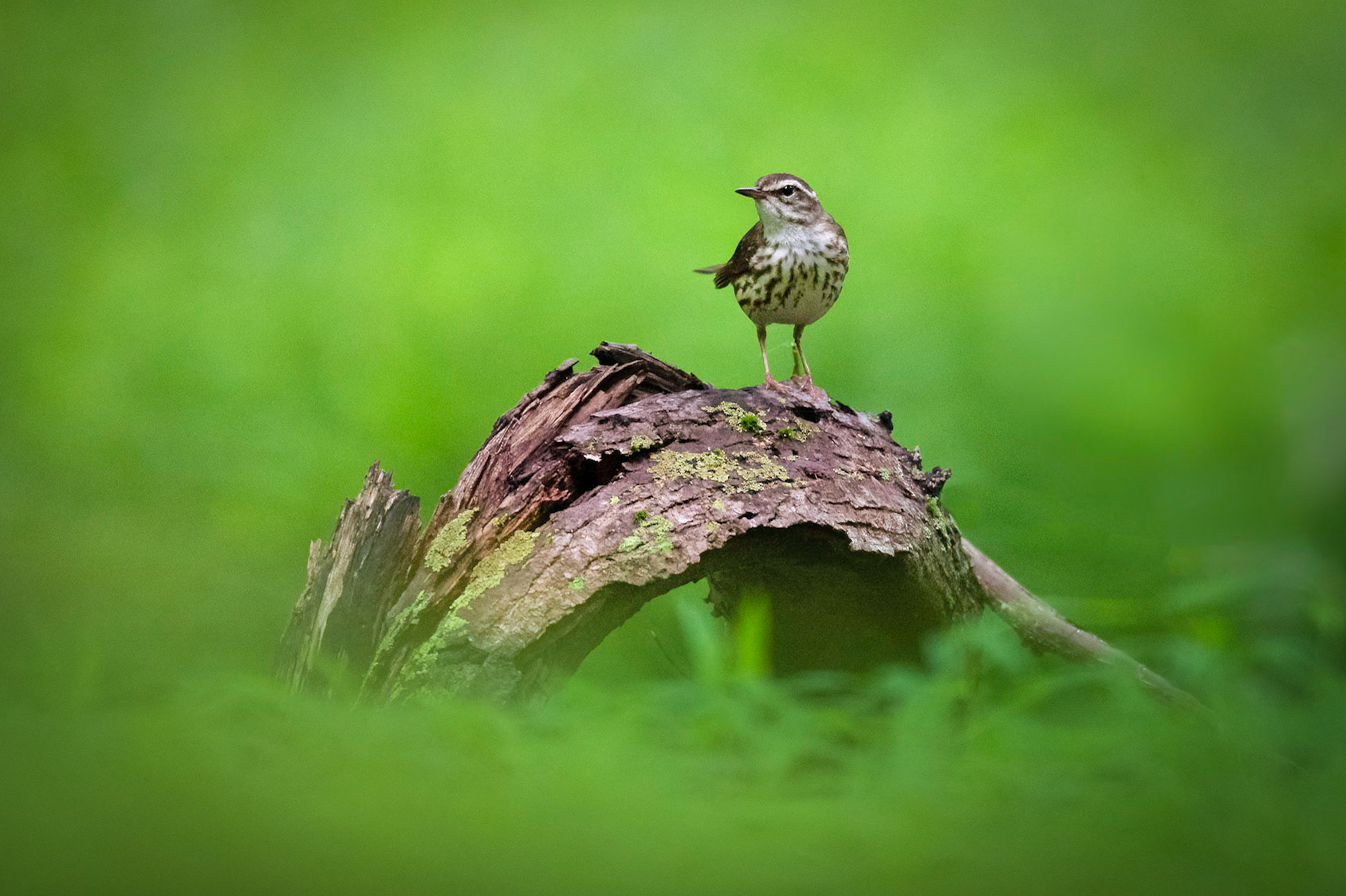 Louisiana Waterthrush