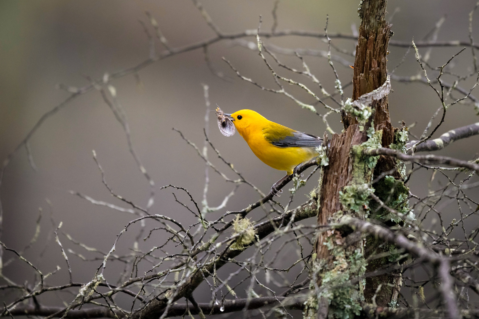 Prothonotary Warbler