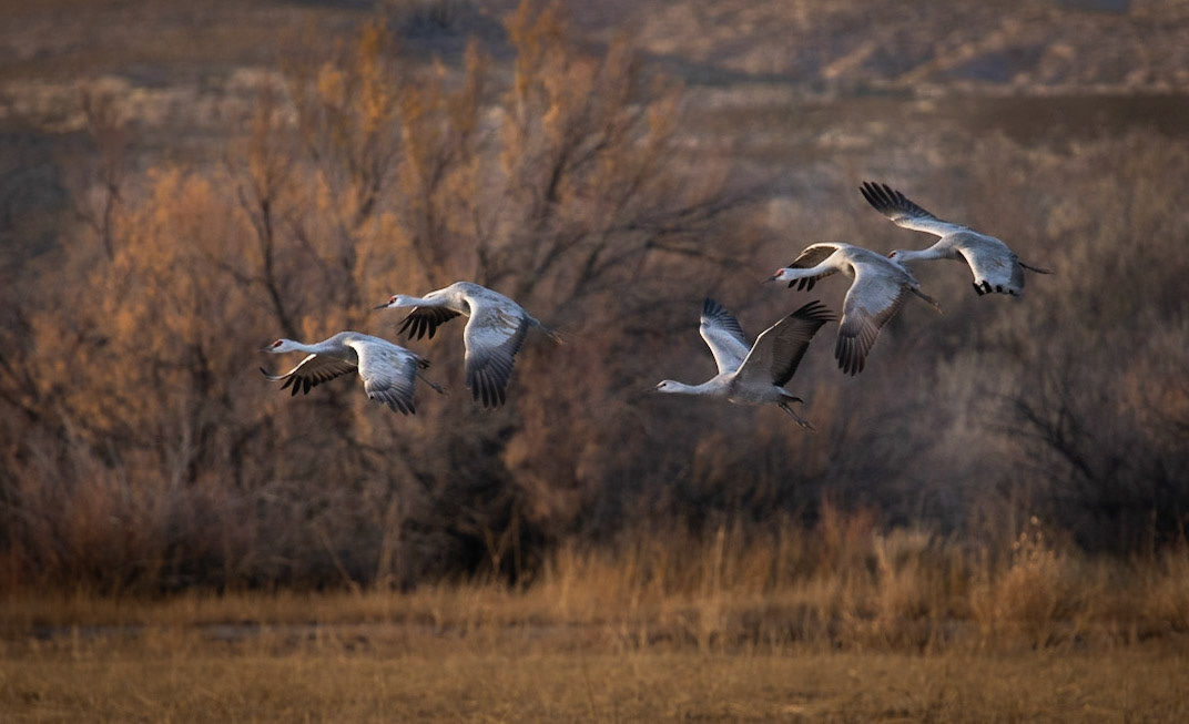 Sandhill Cranes