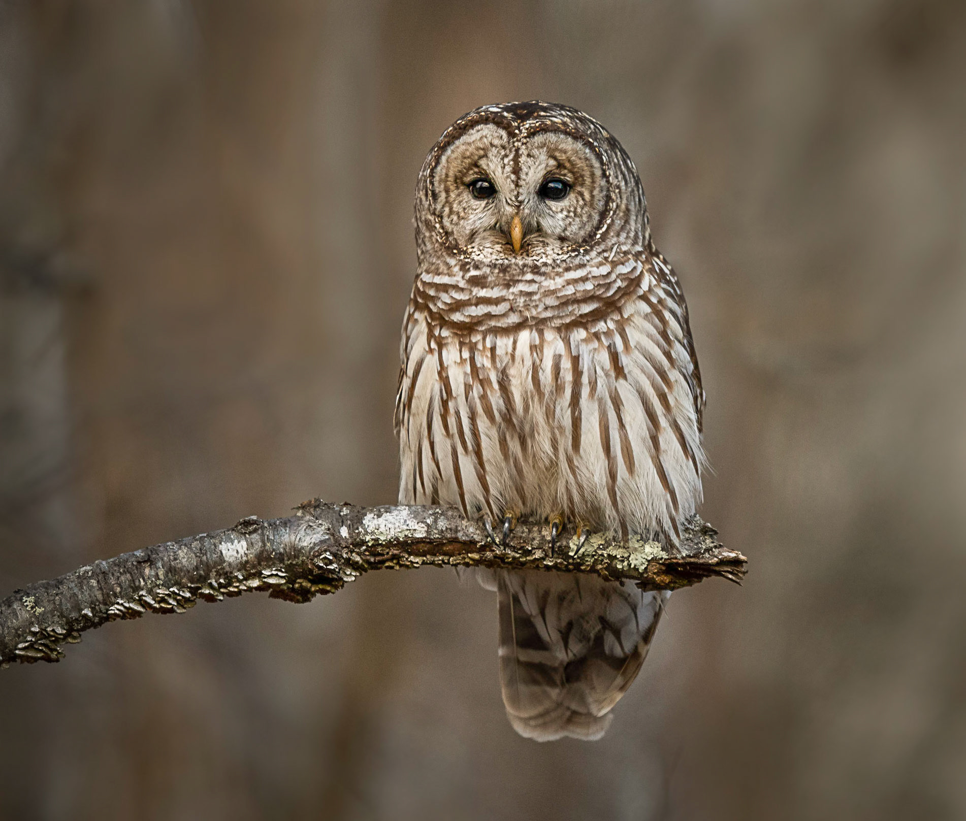 Barred Owl