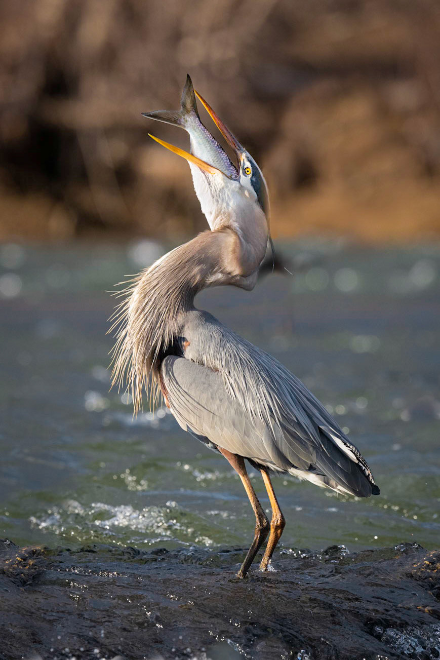 Blue Heron