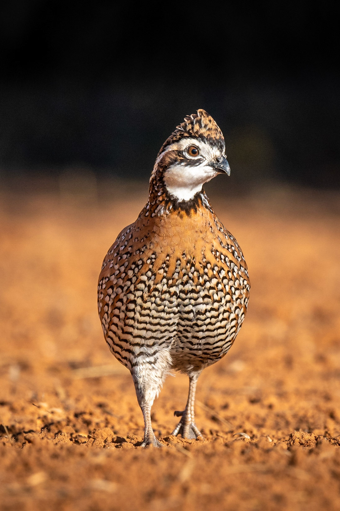 Bobwhite Quail