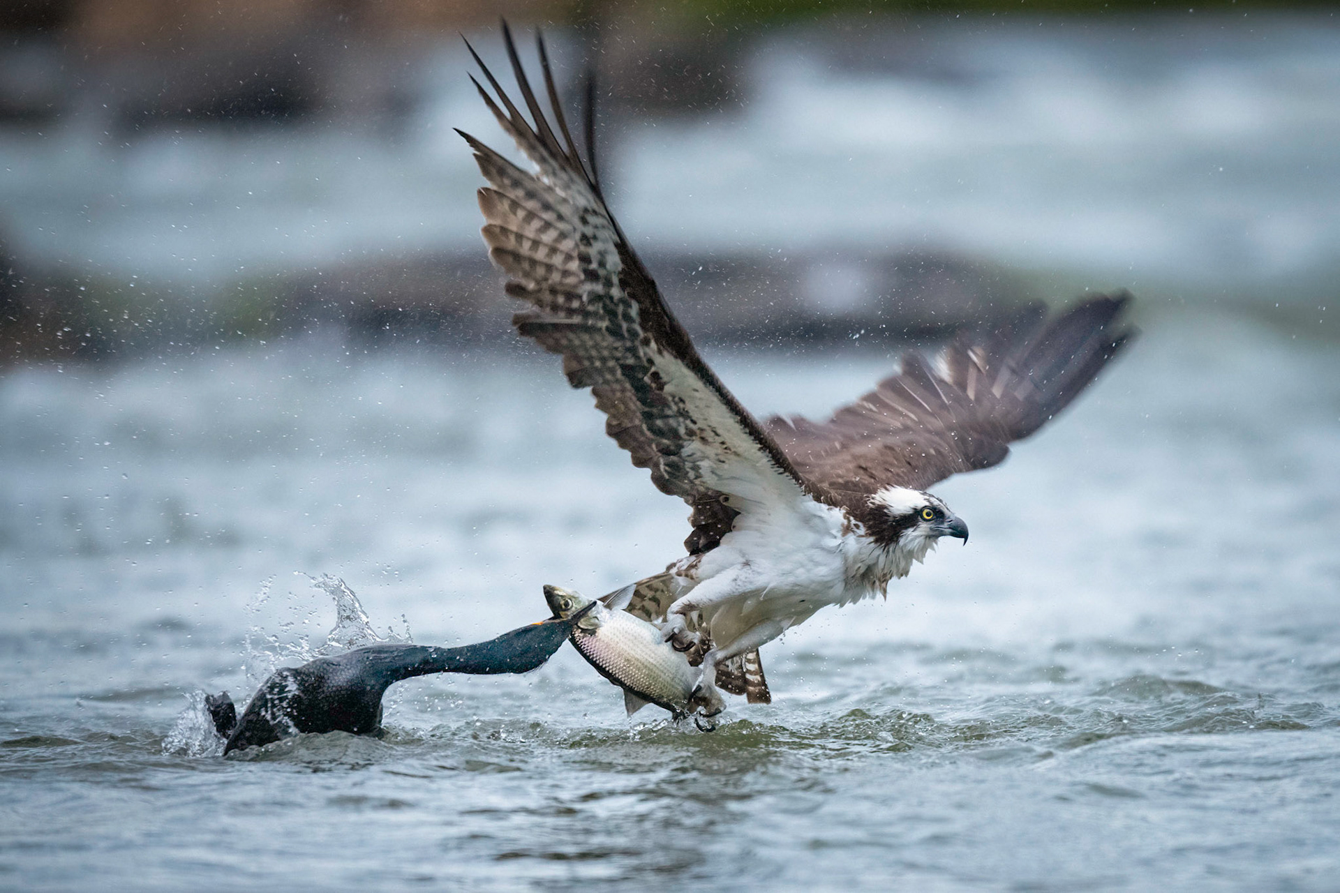 Osprey, Cormorant