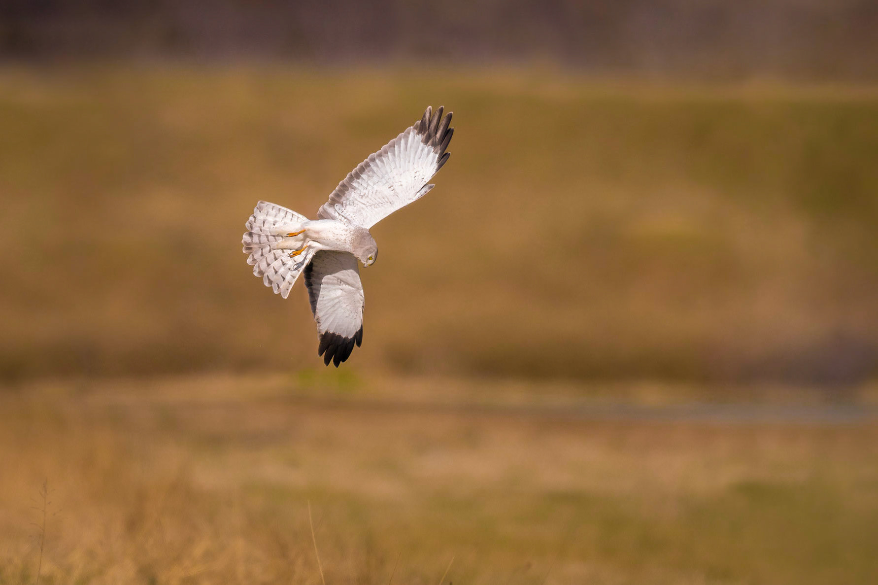 Northern Harrier - male