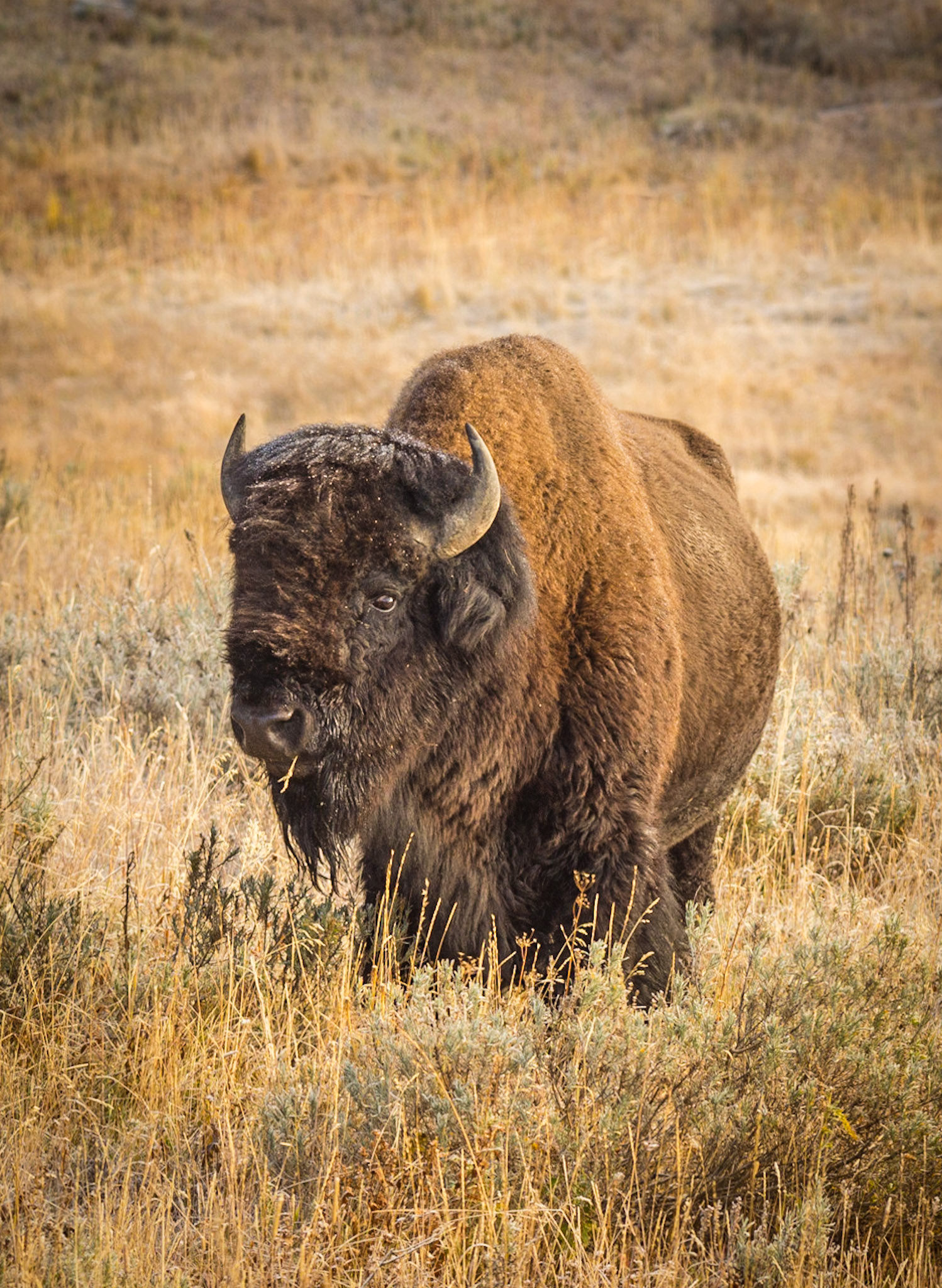 Bison
