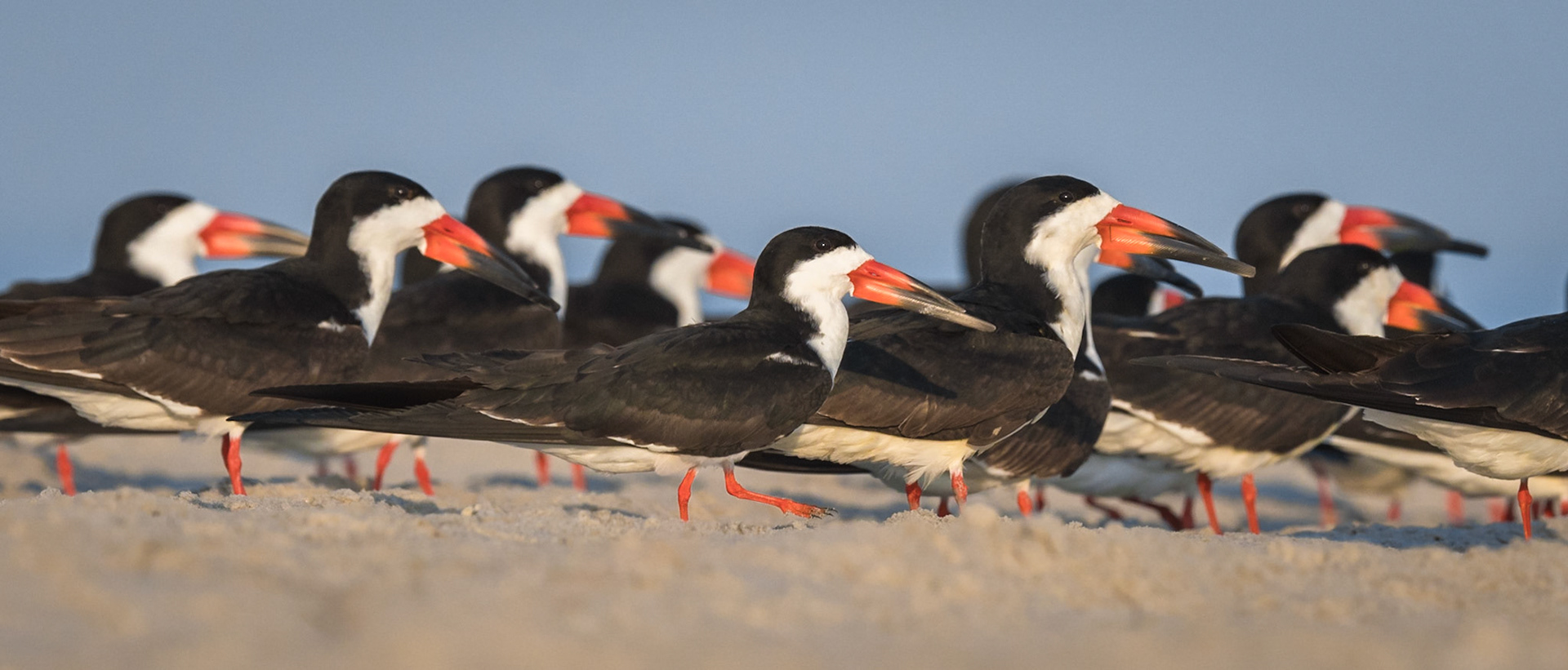 Black Skimmers