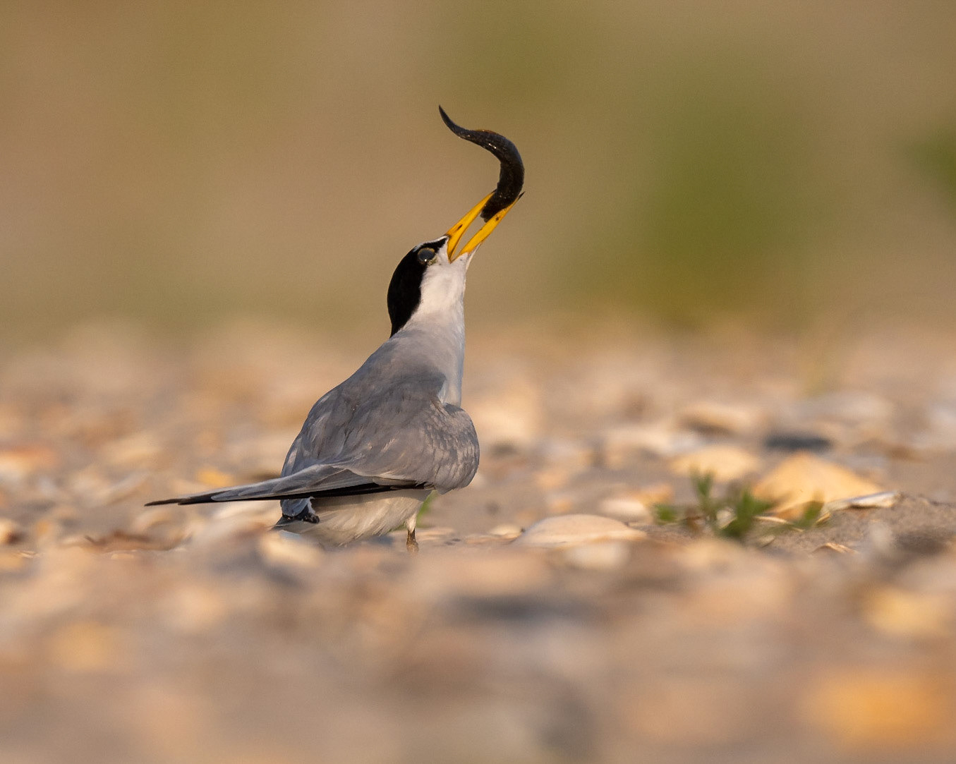 Least Tern