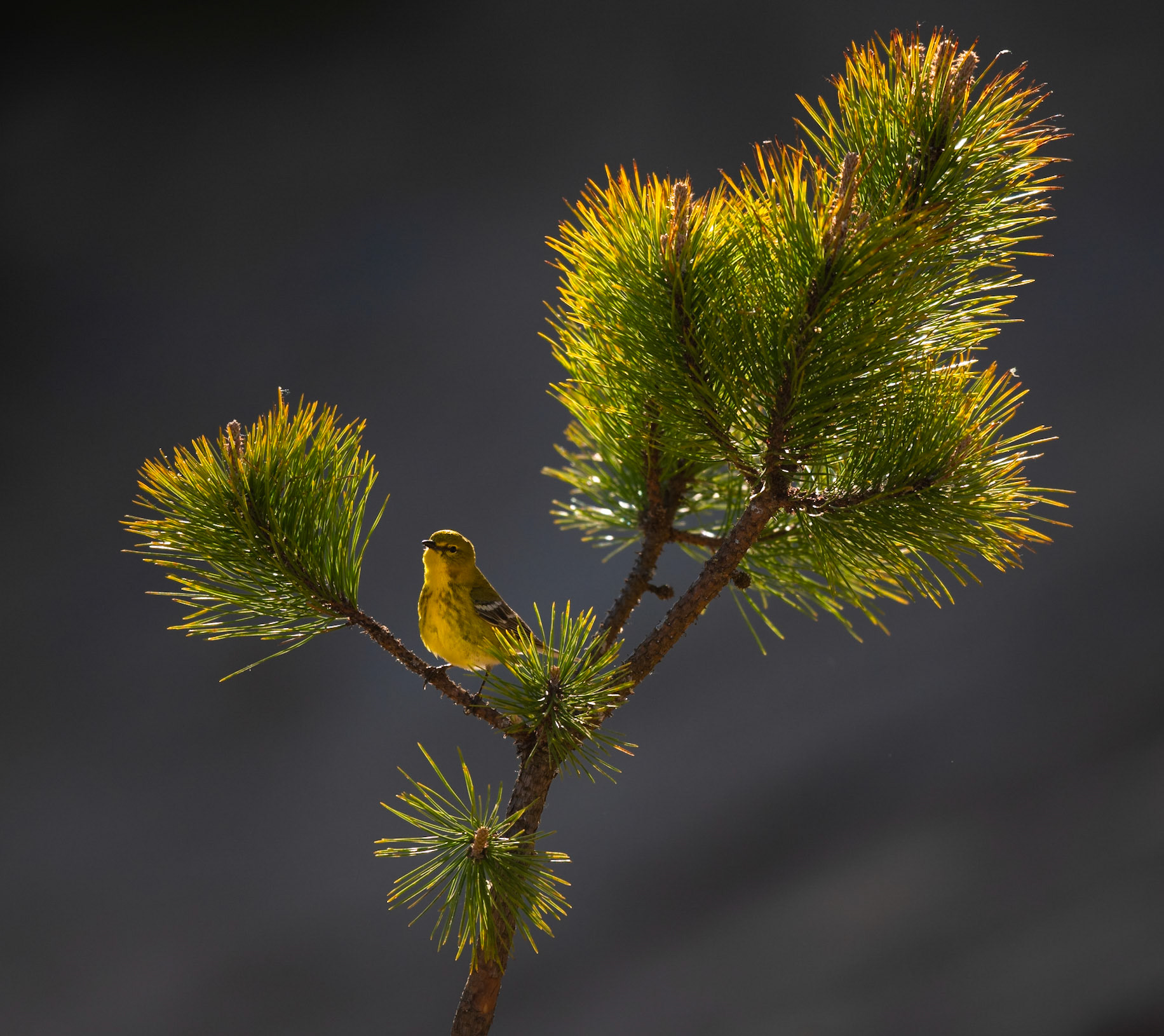 Pine Warbler