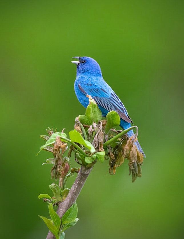 Indigo Bunting