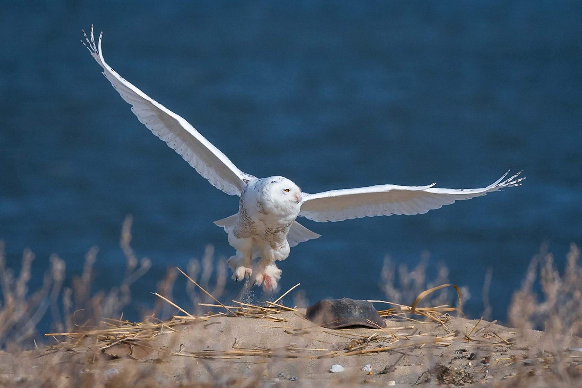 Snowy Owl