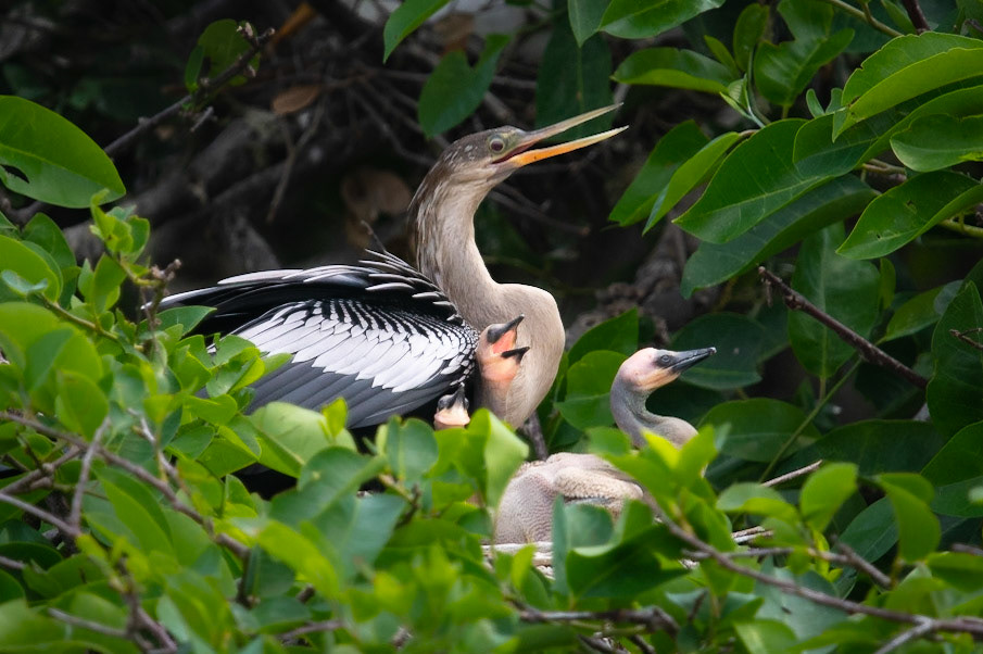 Anhinga