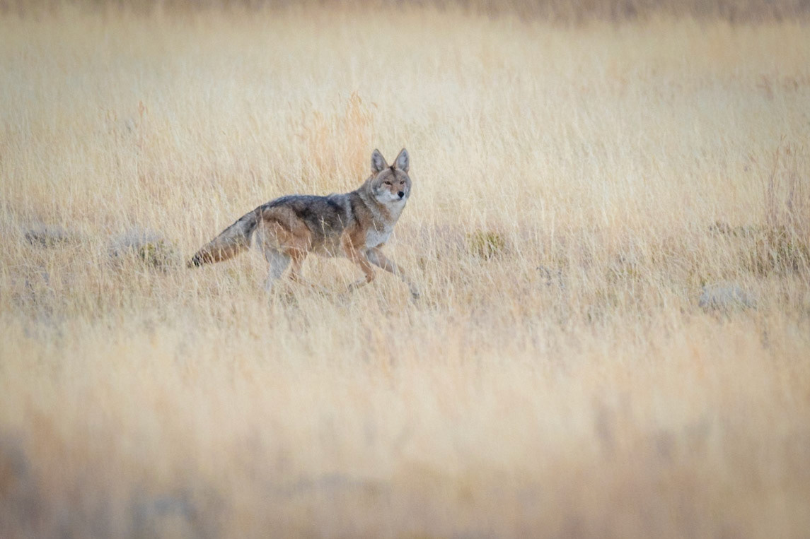 Coyote
