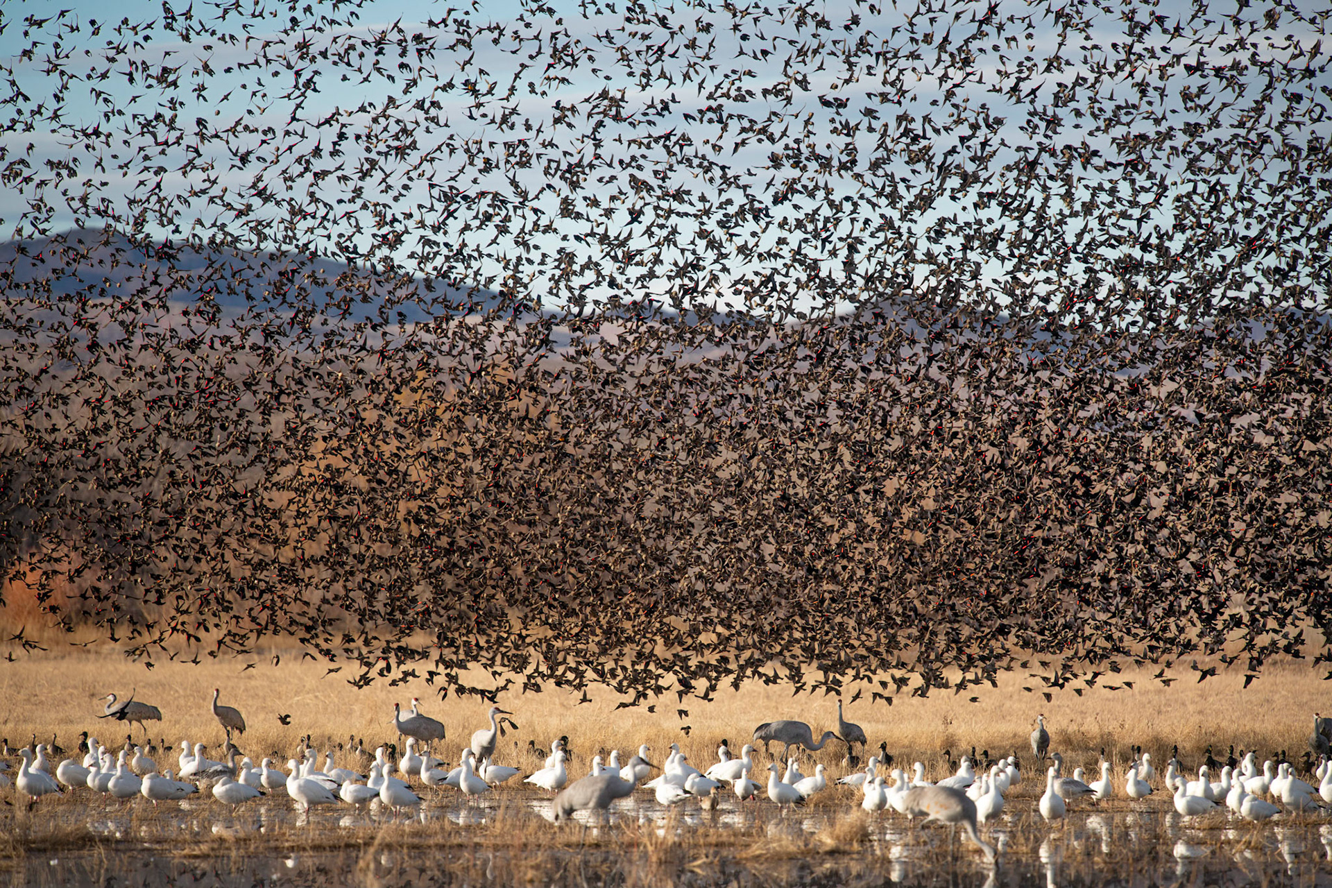 Red-winged Blackbirds