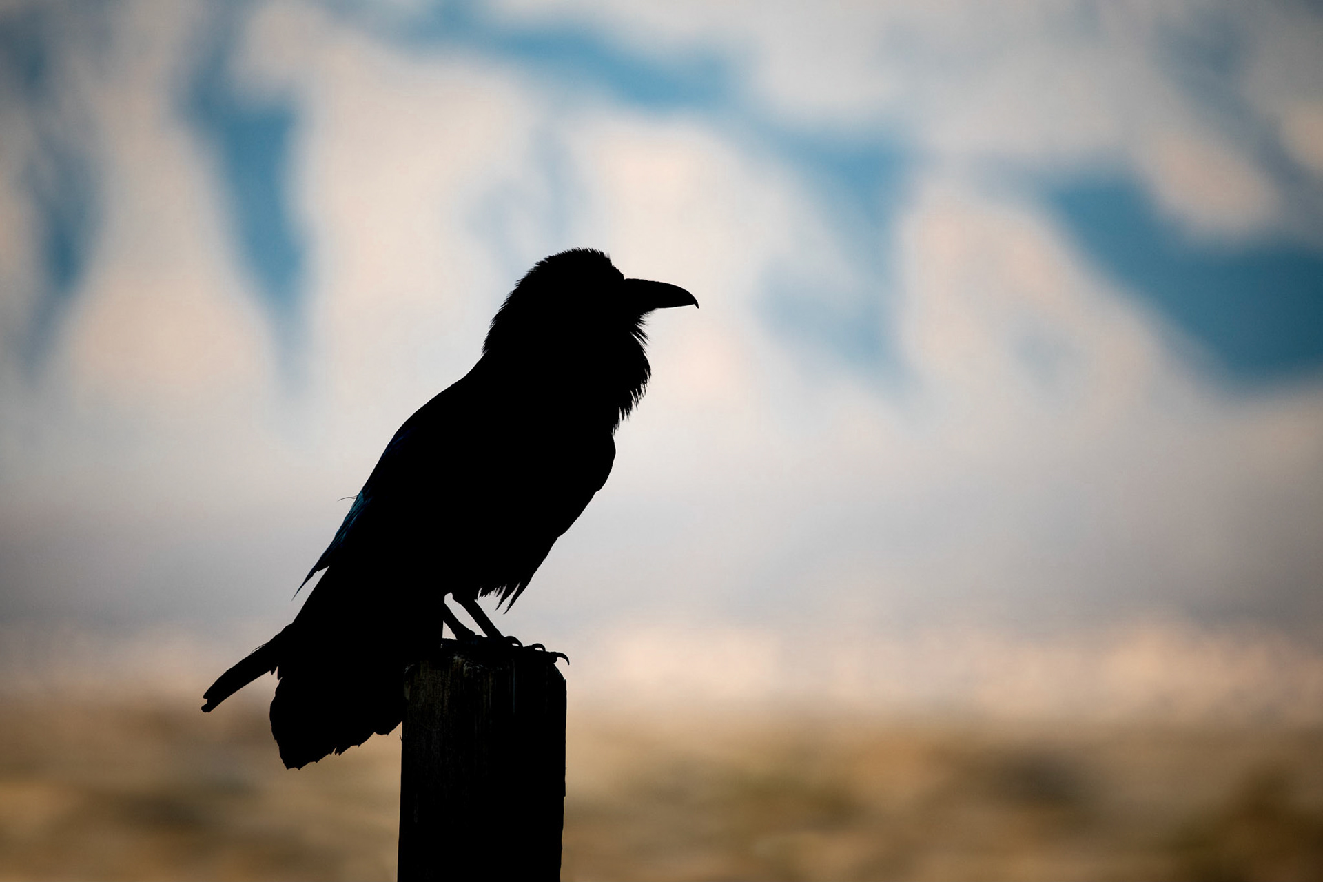 Raven