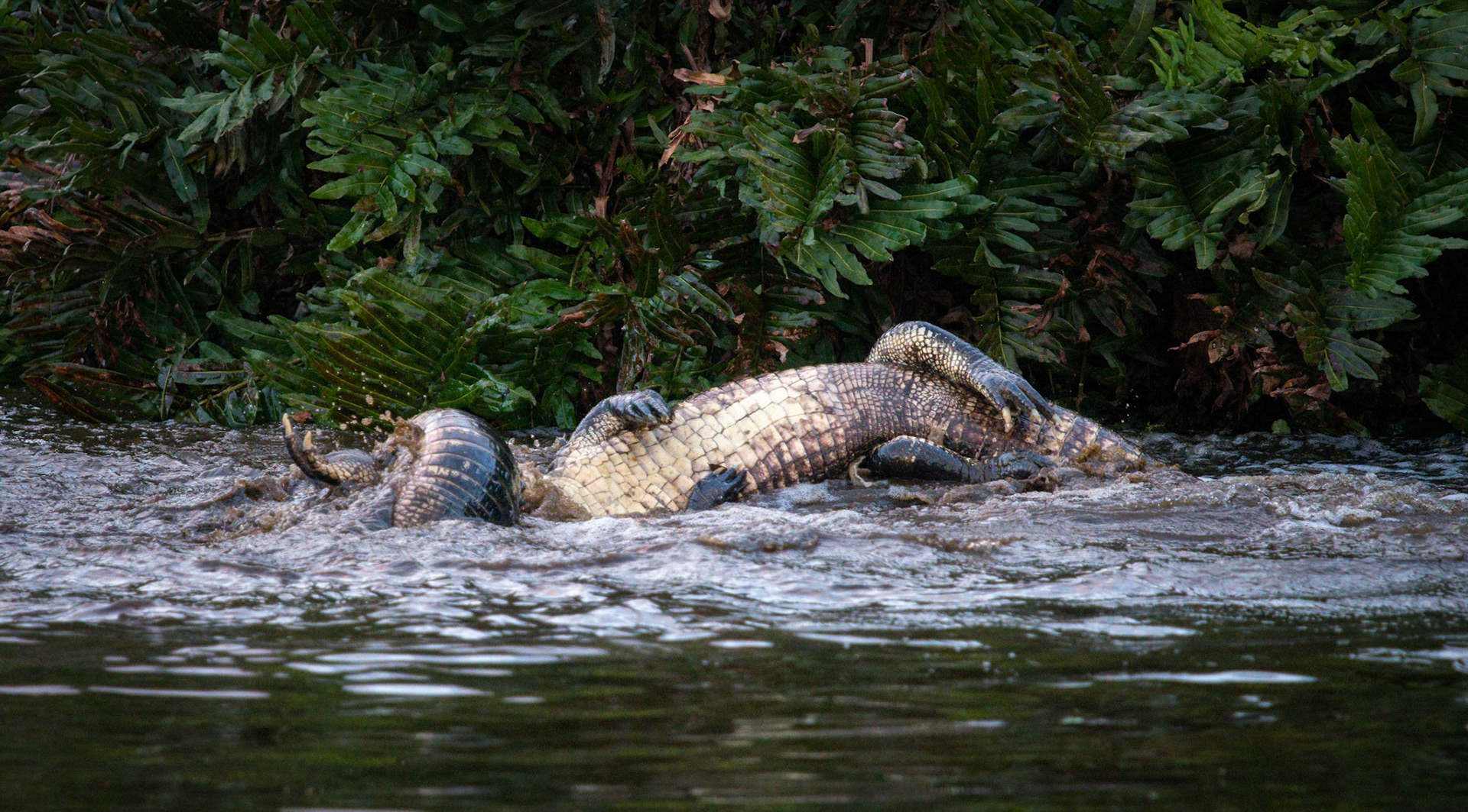 Alligator fight