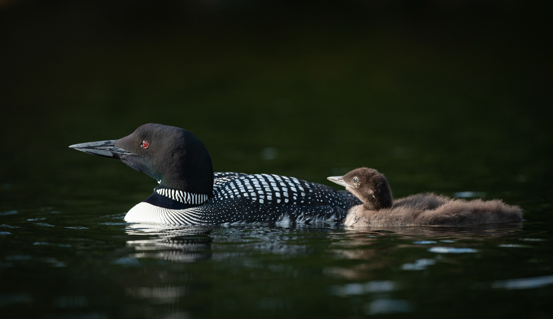 Common Loon