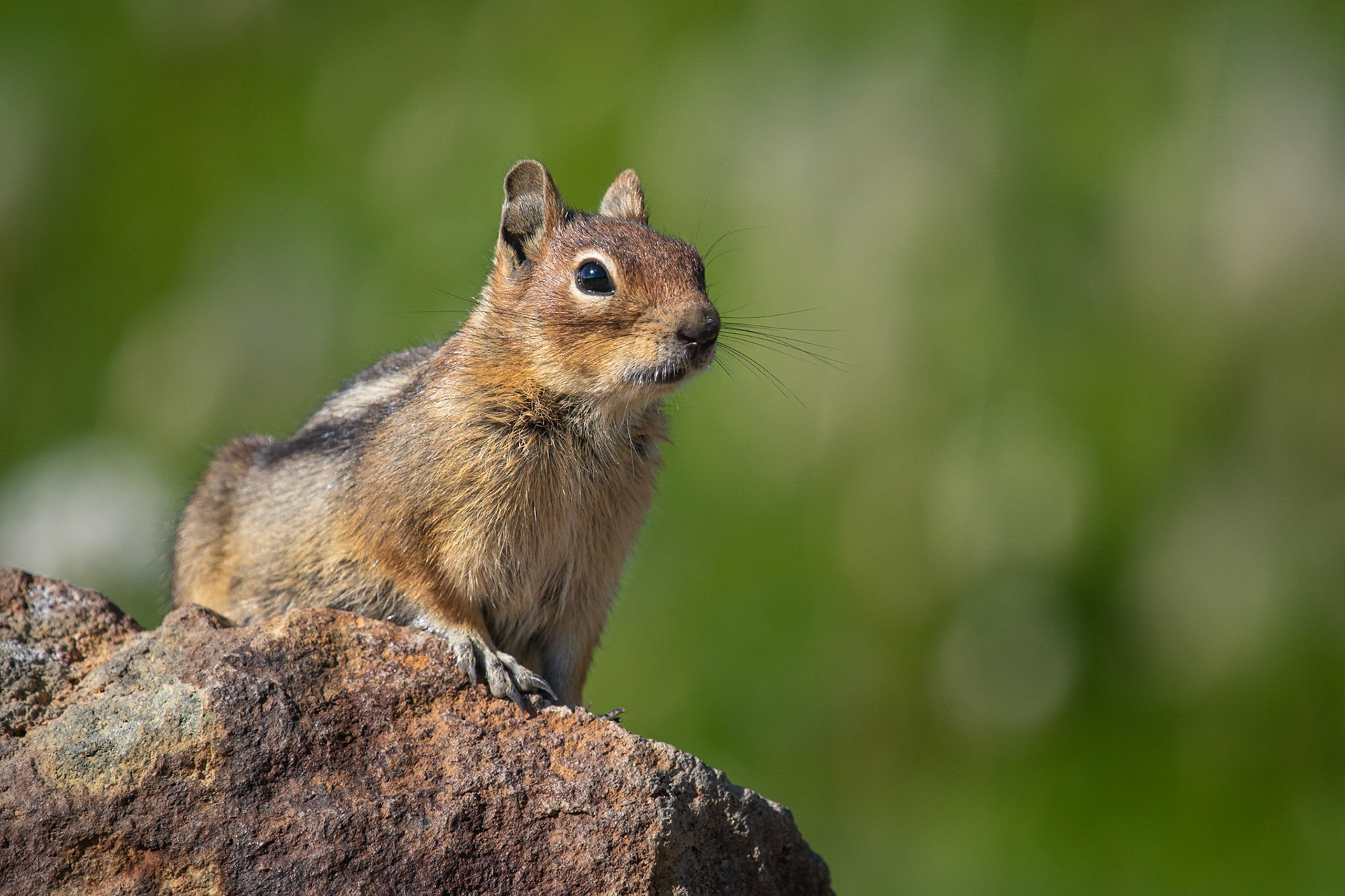 Golden-mantled Ground Squirrel