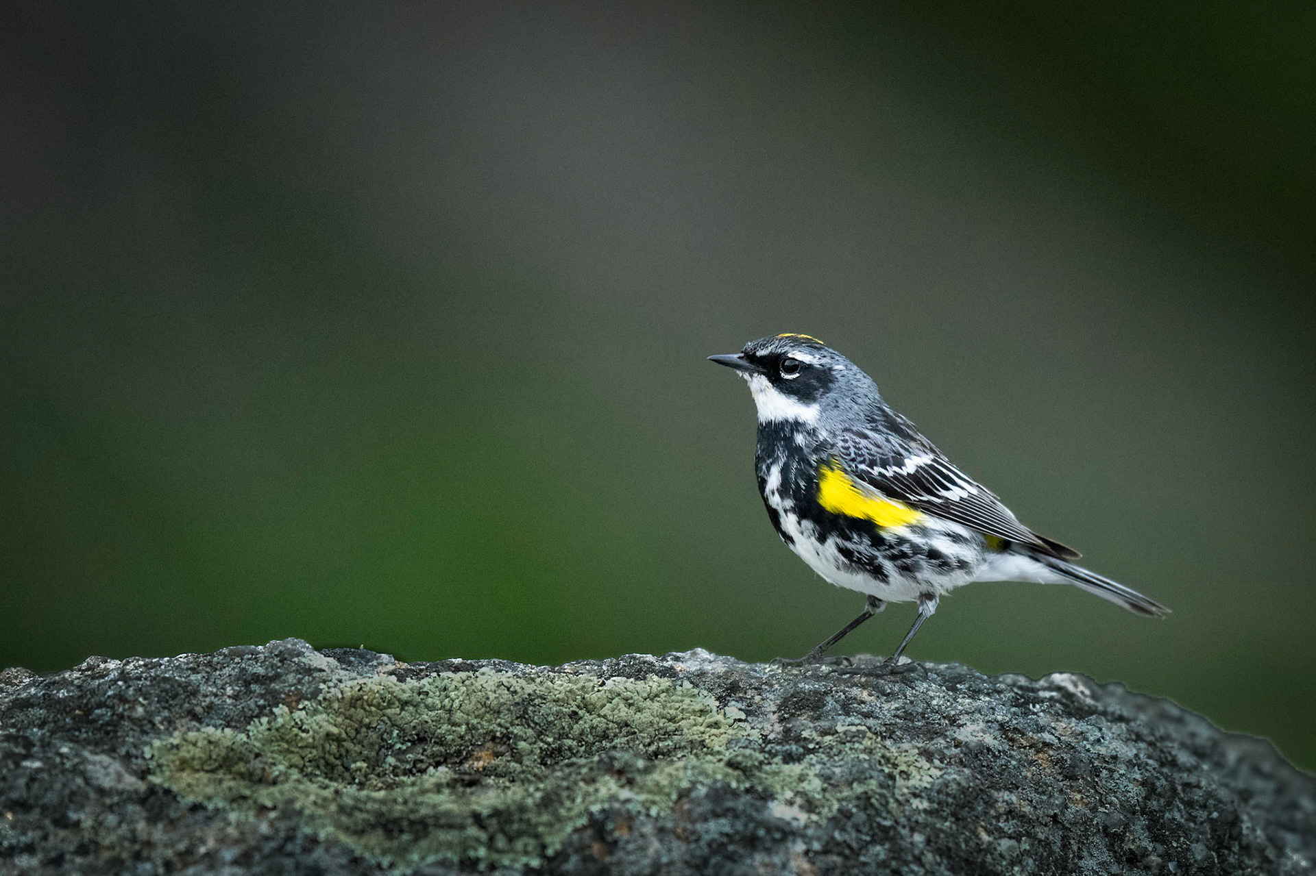 Yellow-rumped Warbler