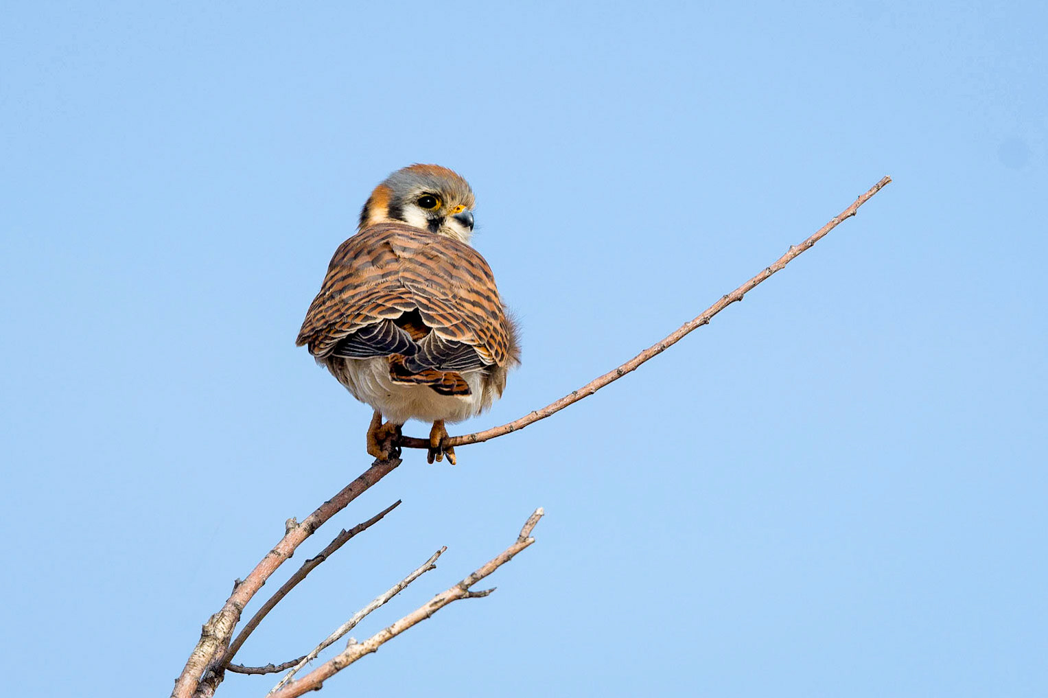 American Kestrel