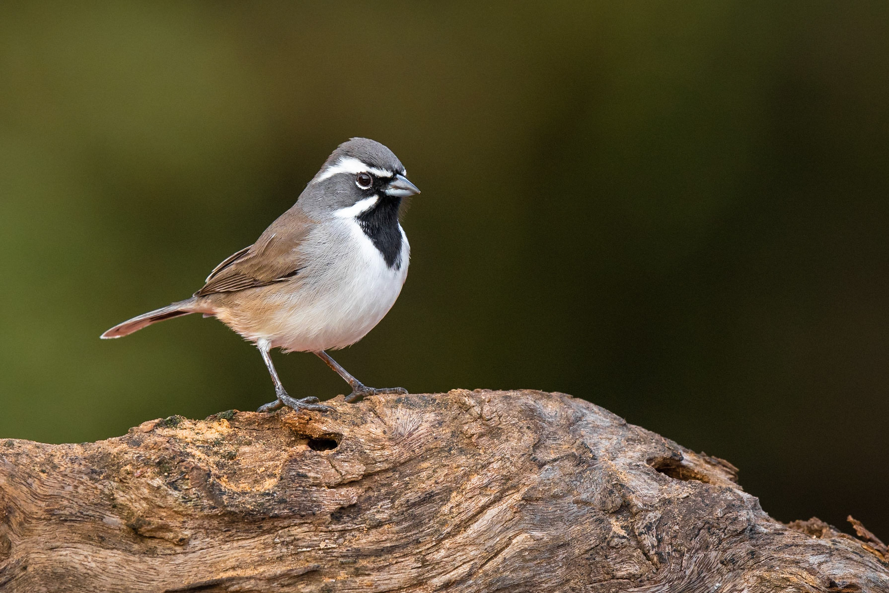 Black-throated Sparrow