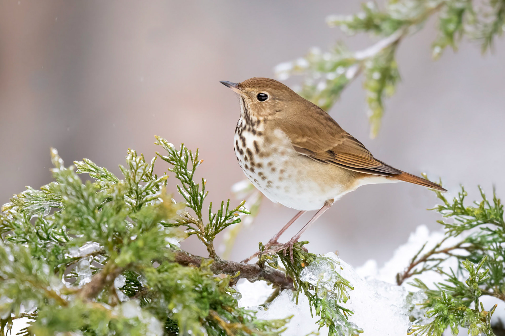Hermit thrush