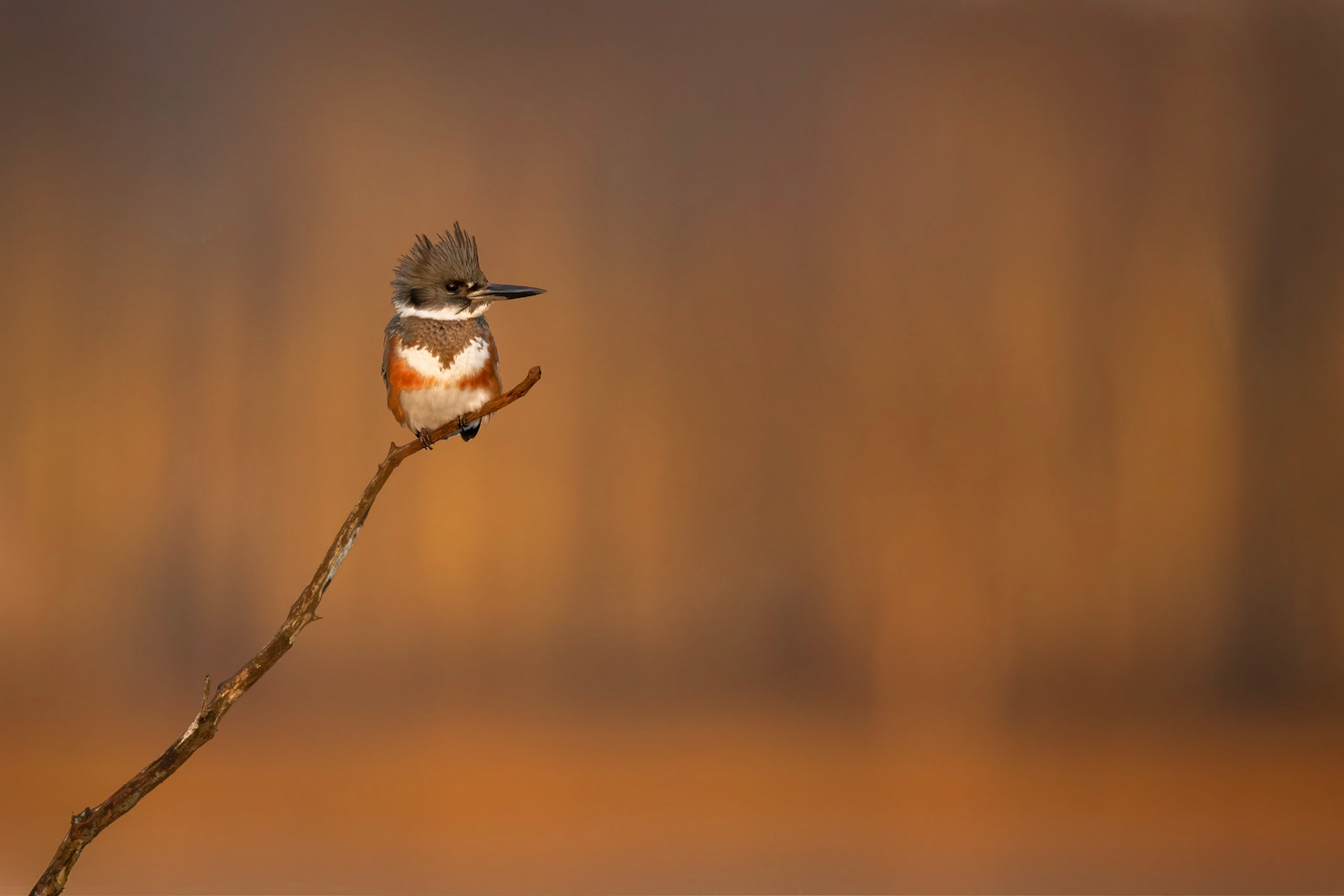 Kingfisher