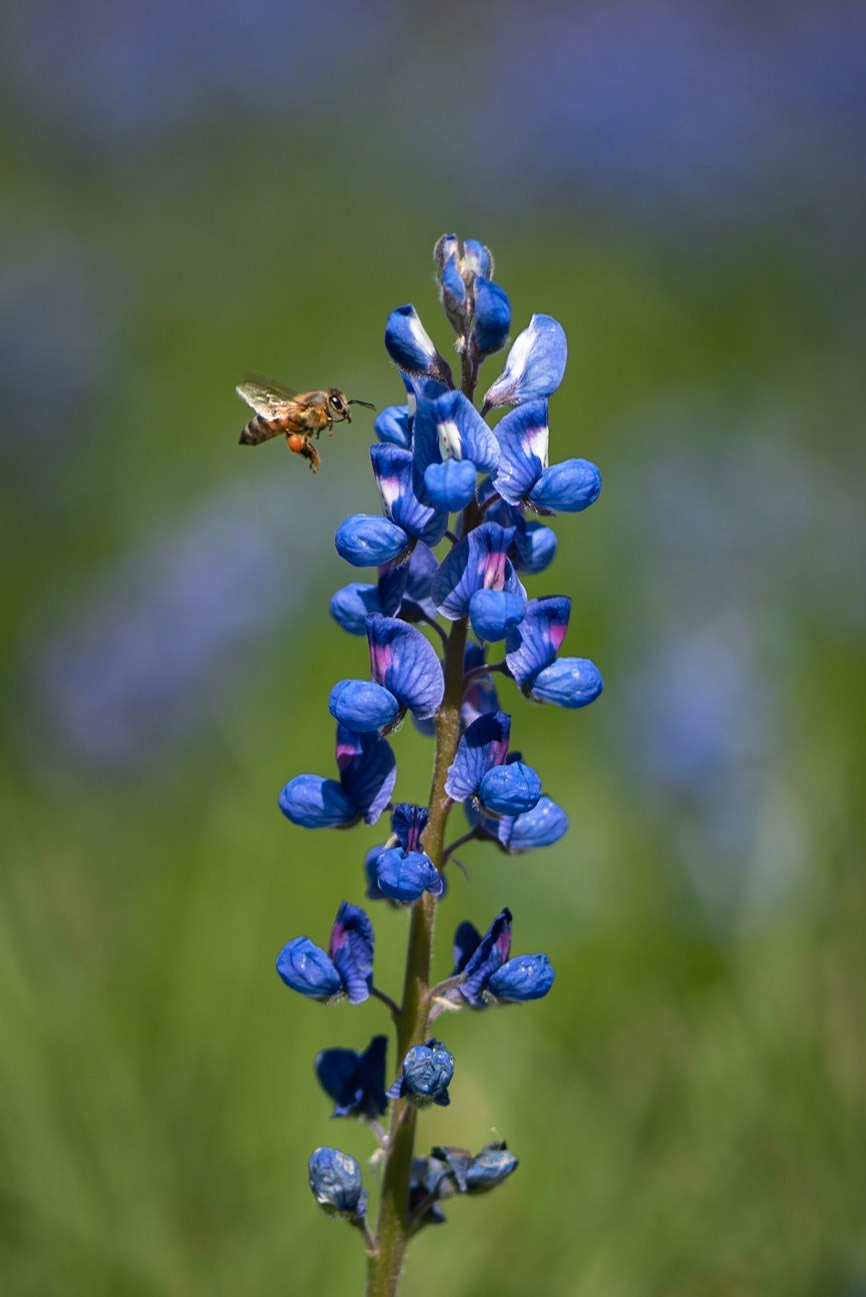 Texas Bluebonnet