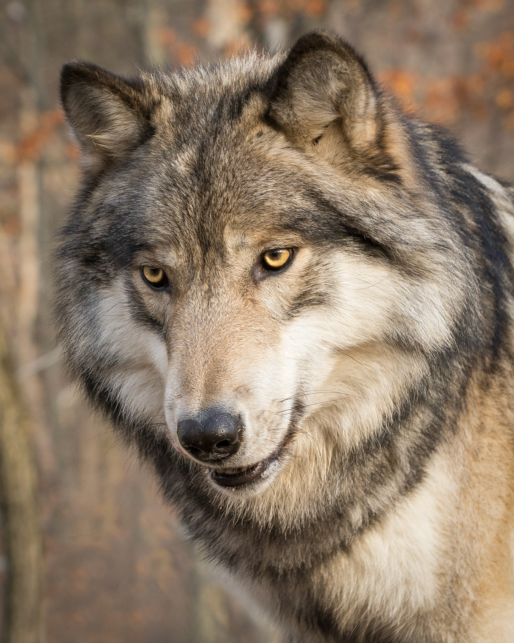 Gray Wolf