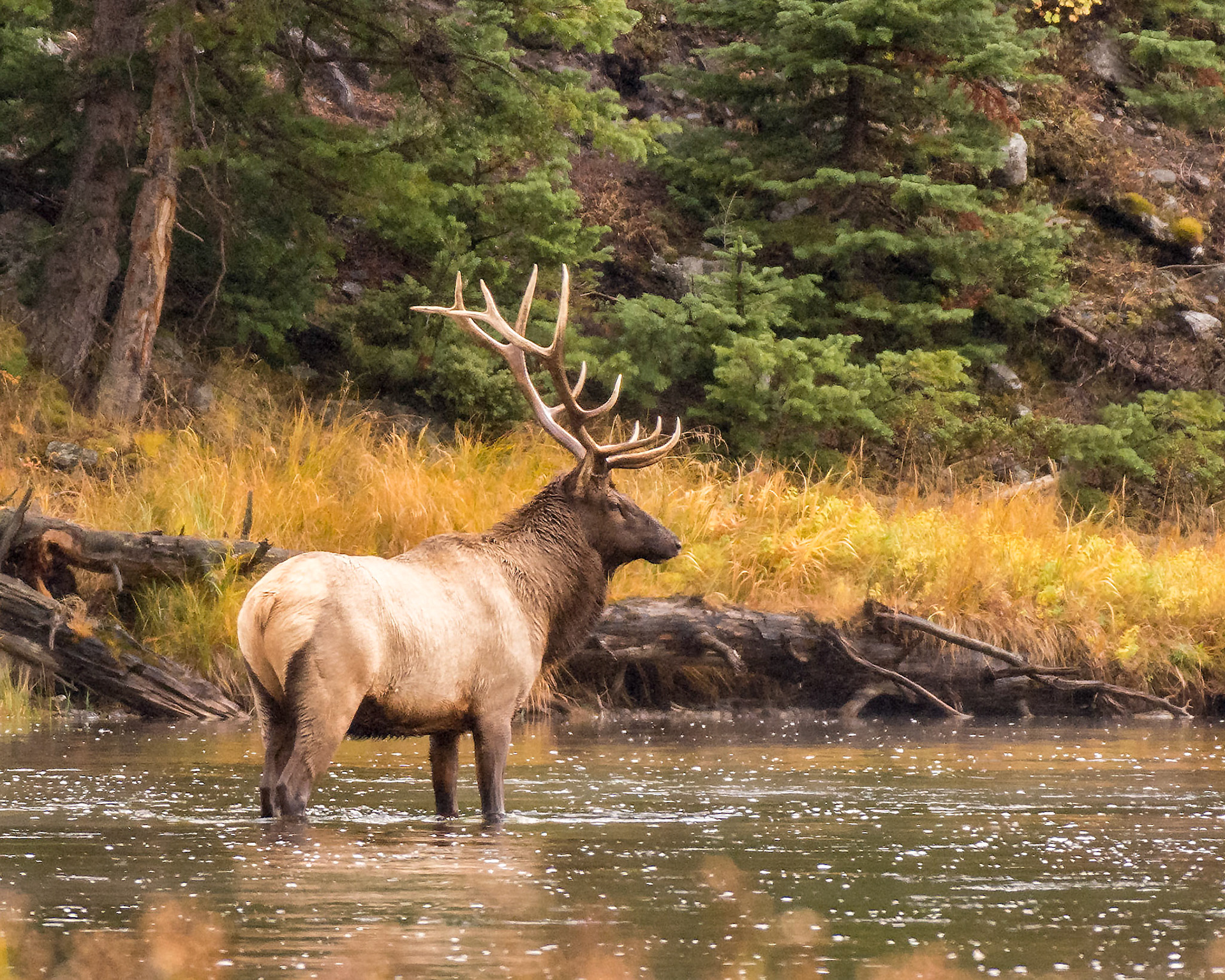 Elk