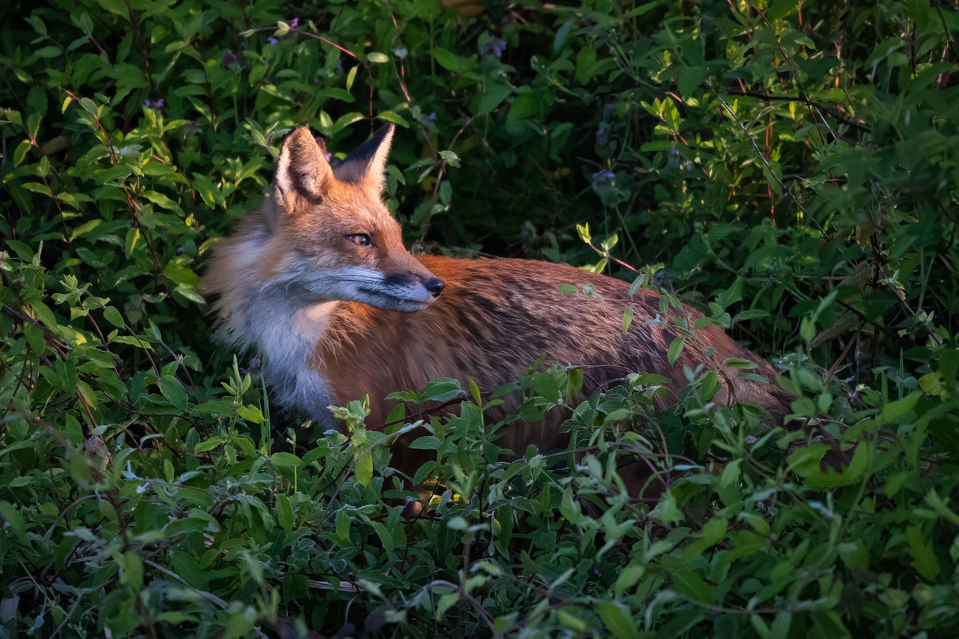Red Fox